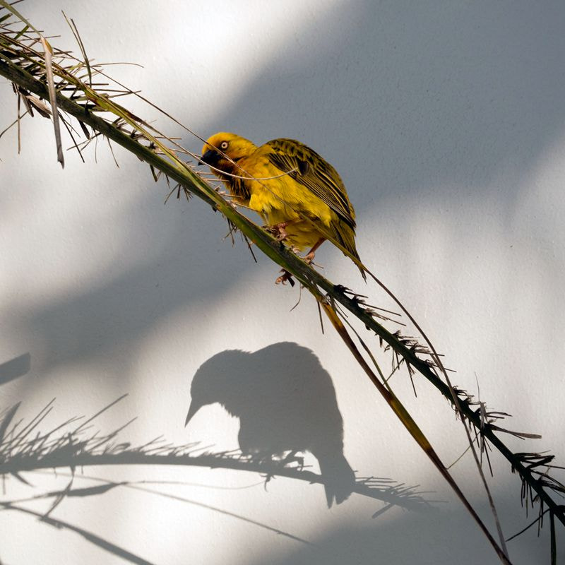Olympus OM-D E-M5 II + OLYMPUS M.75-300mm F4.8-6.7 sample photo. The bird and his shadow photography