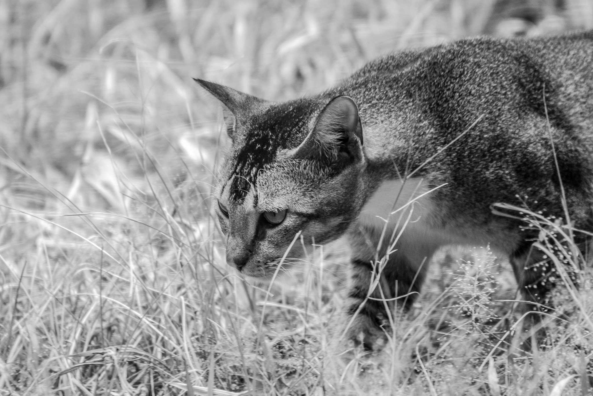 Canon EOS 650D (EOS Rebel T4i / EOS Kiss X6i) + EF75-300mm f/4-5.6 sample photo. Domestic cat photography