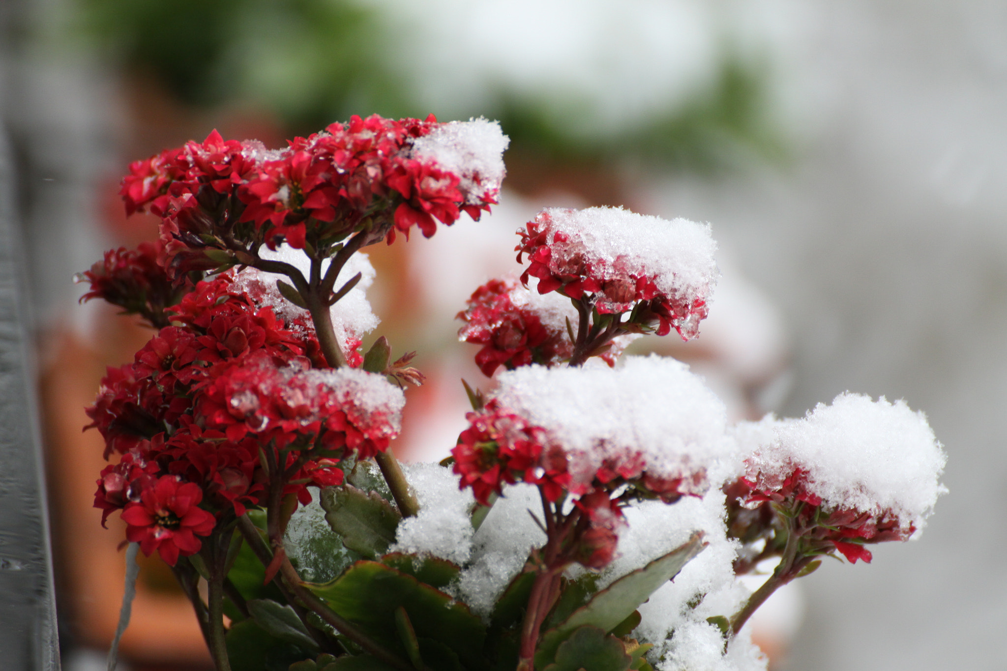 Canon EOS 50D sample photo