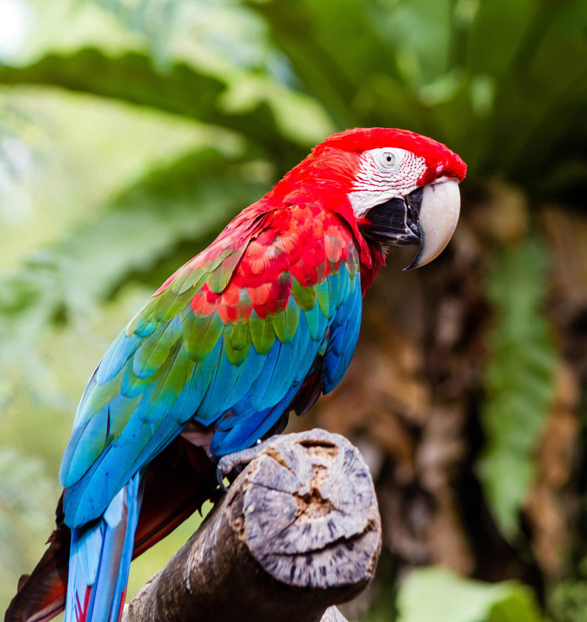 Canon EF-S 55-250mm F4-5.6 IS sample photo. Scarlet macaw photography