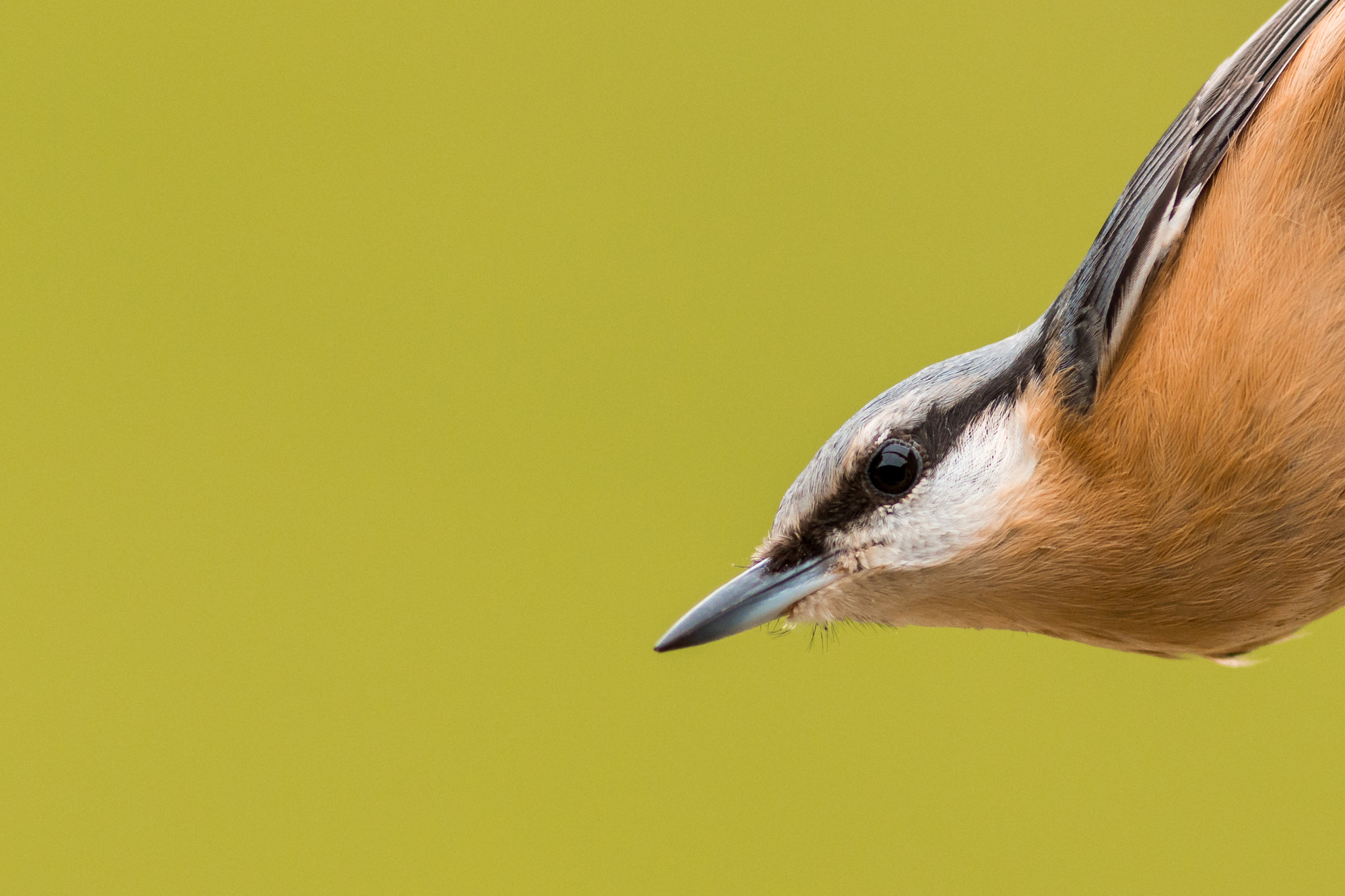 Canon EOS 70D + Canon EF 300mm F4L IS USM sample photo. Windows photography