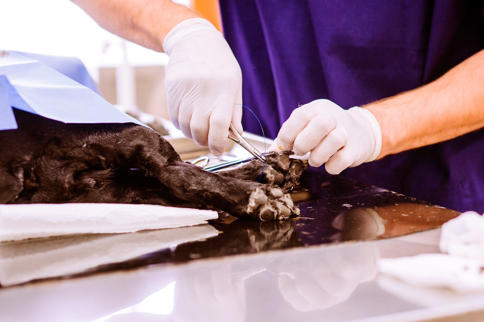 Nikon D4S + Nikon AF Nikkor 85mm F1.8D sample photo. Veterinarian at veteringary clinic examining dog with wounded pa photography