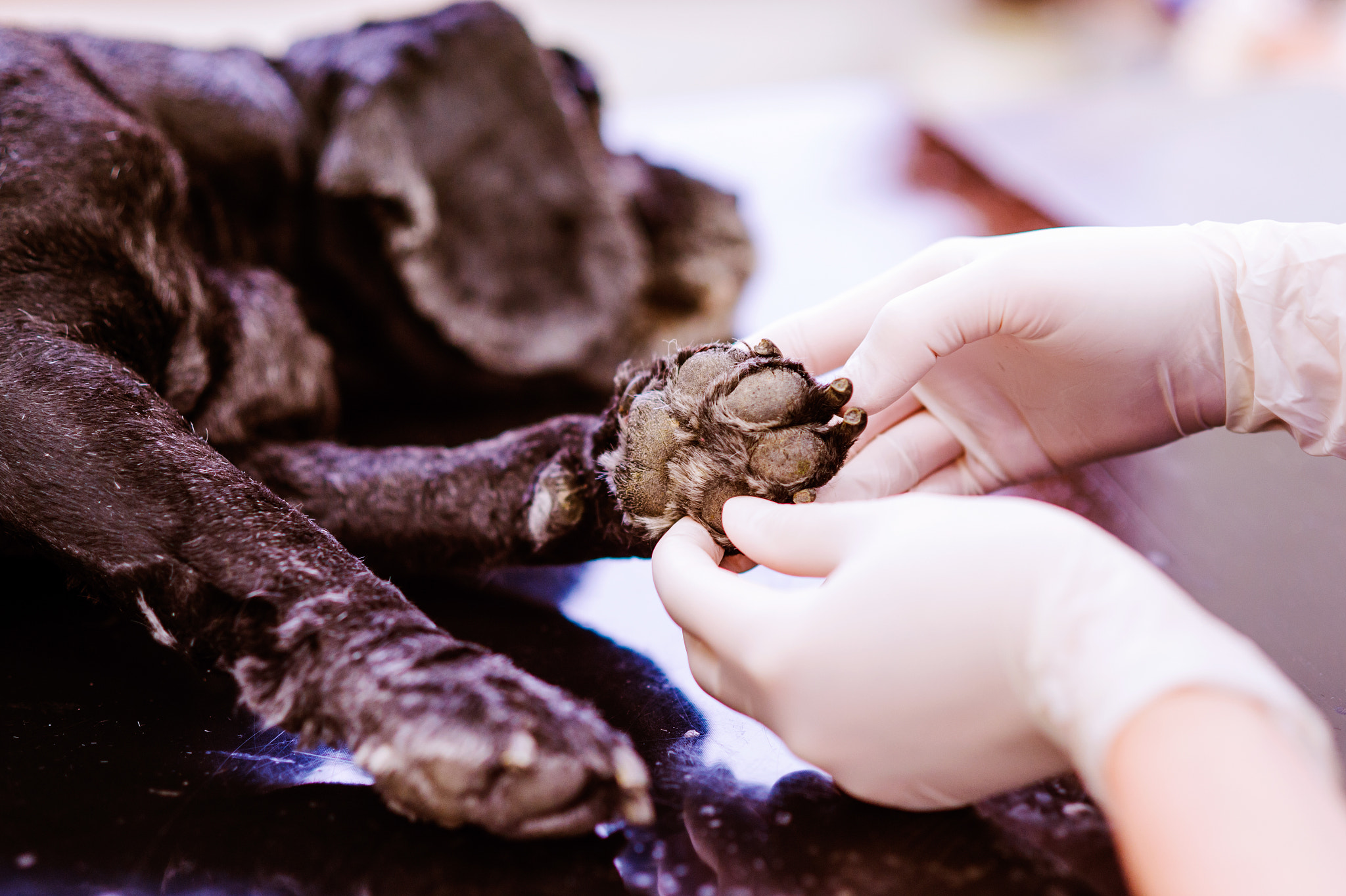 Nikon D4S + Nikon AF Nikkor 85mm F1.8D sample photo. Veterinarian at veteringary clinic examining dog with wounded pa photography