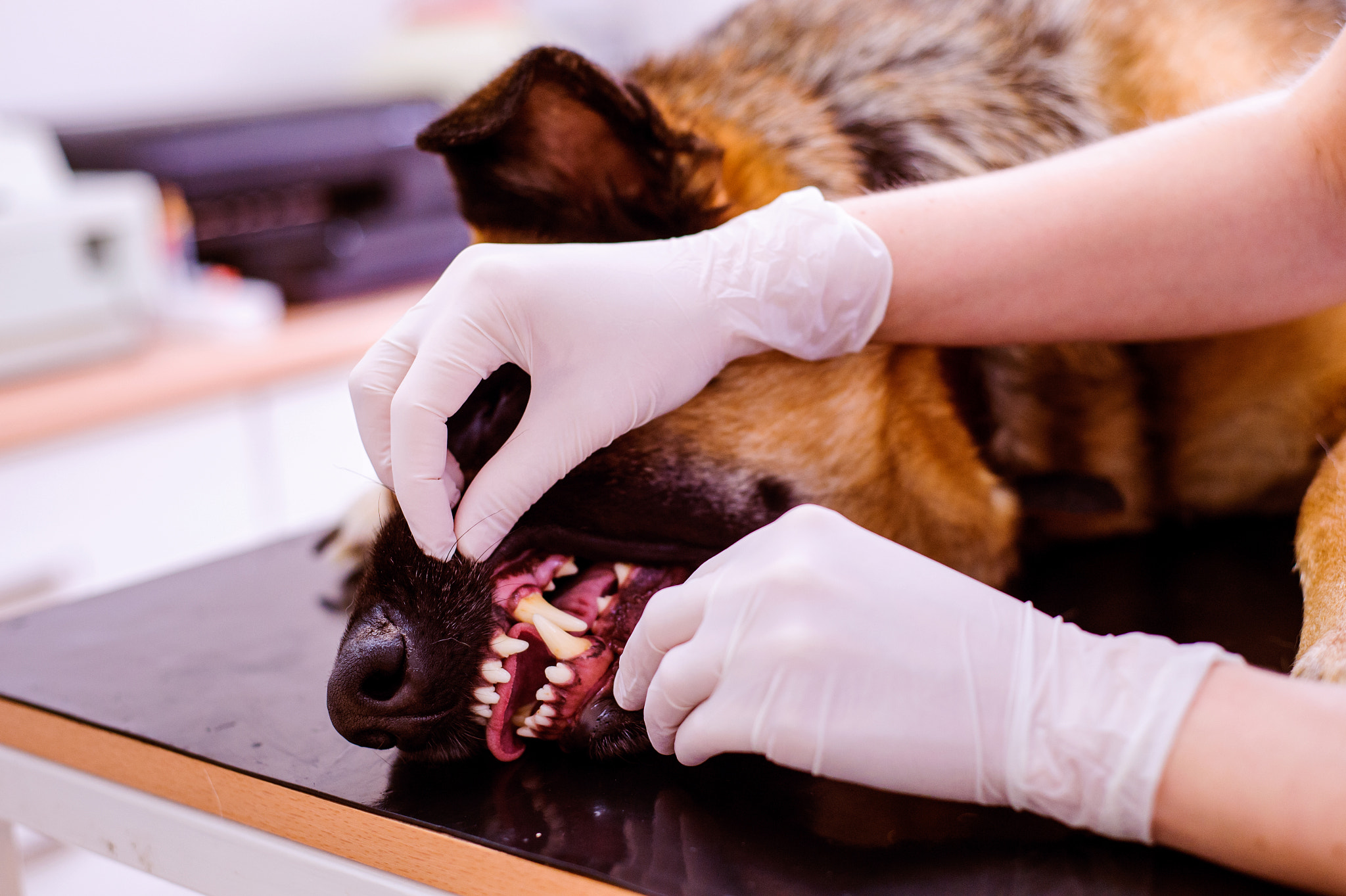 Nikon D4S + Nikon AF Nikkor 50mm F1.8D sample photo. Veterinarian examining german shepherd dog with sore mouth. photography