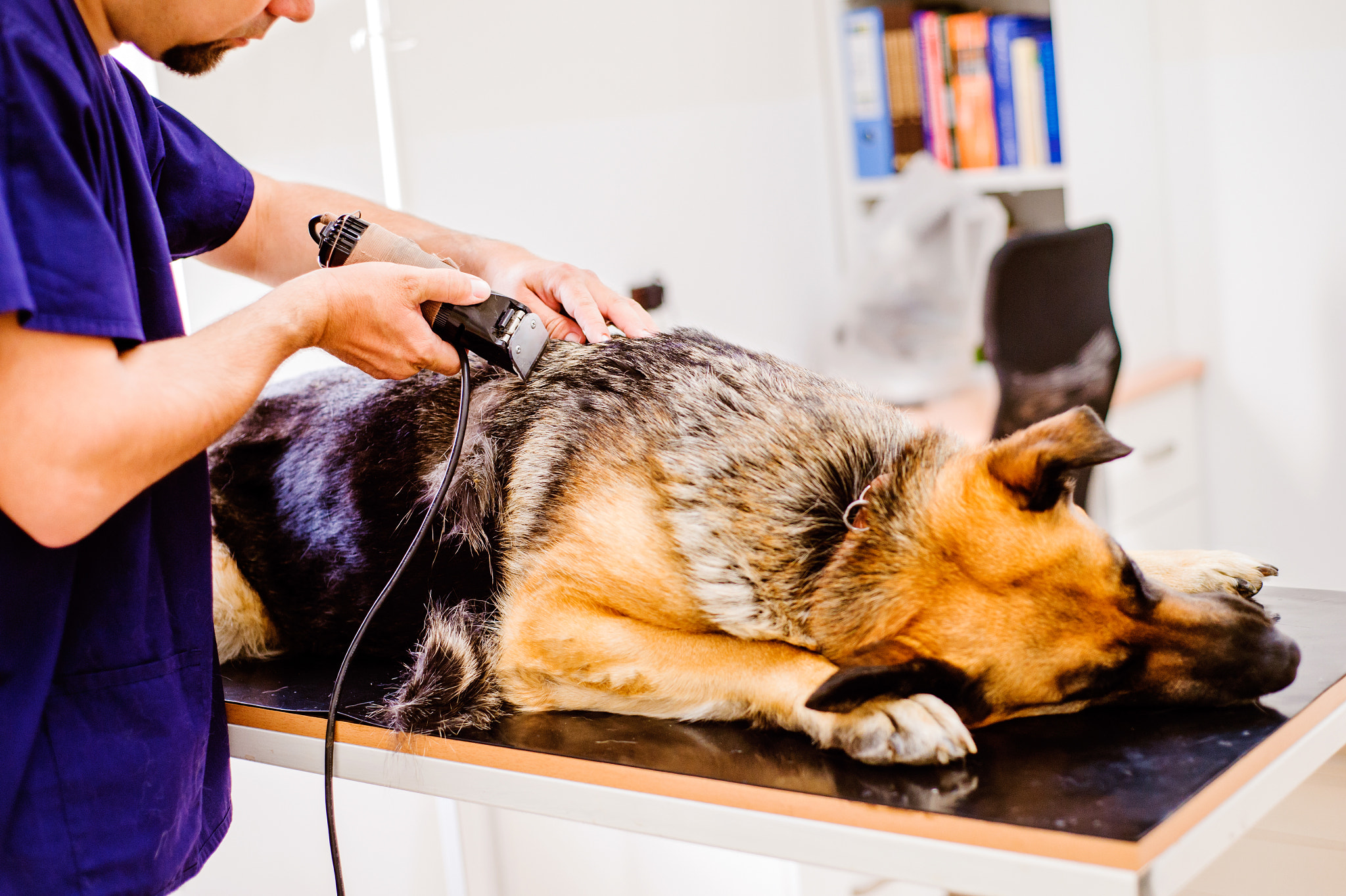 Nikon D4S + Nikon AF Nikkor 50mm F1.8D sample photo. Veterinarian shaving german shepherd dog before treatment photography