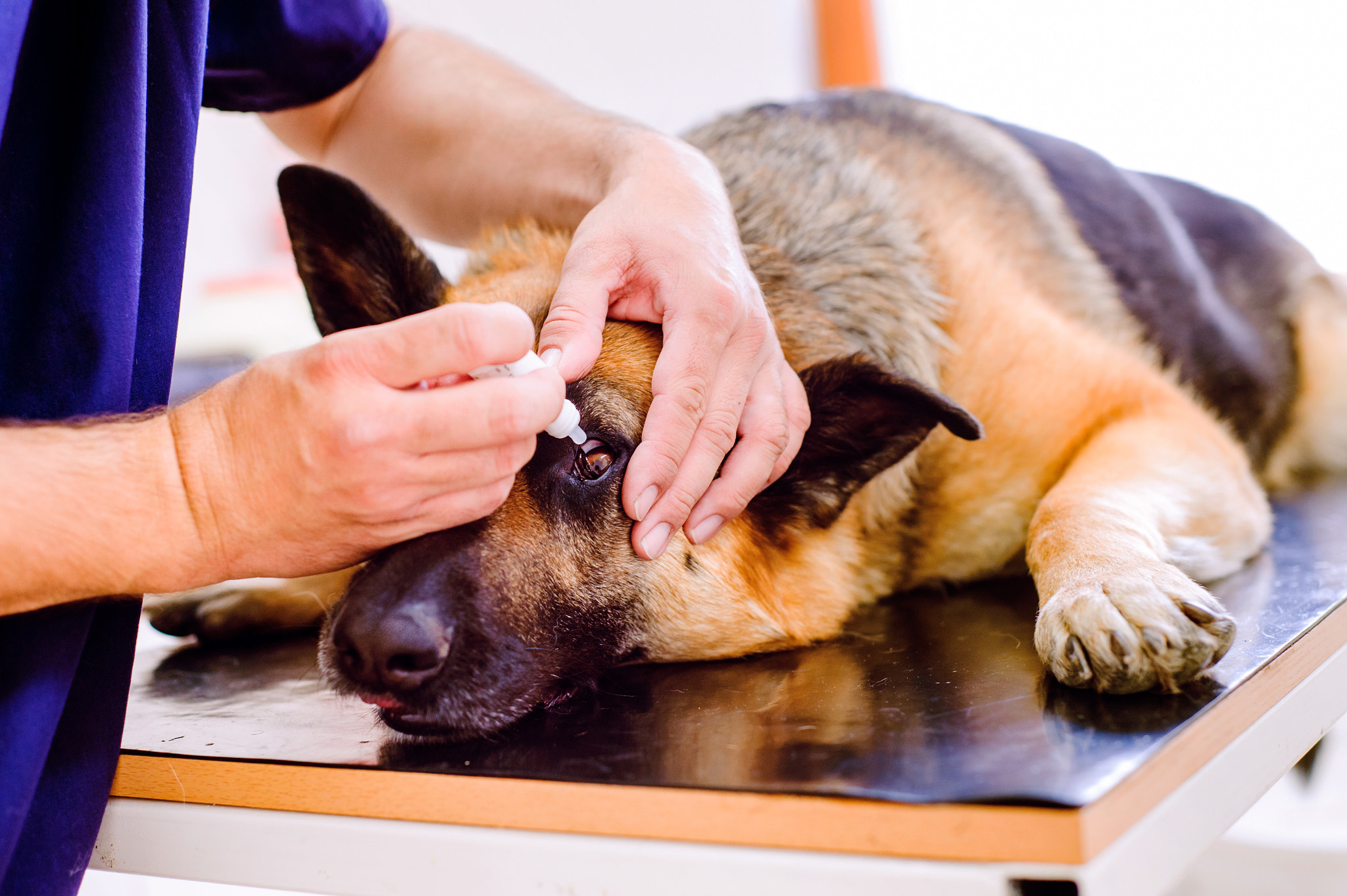 Nikon D4S sample photo. Veterinarian applying eye drops to the german shepherd dog photography