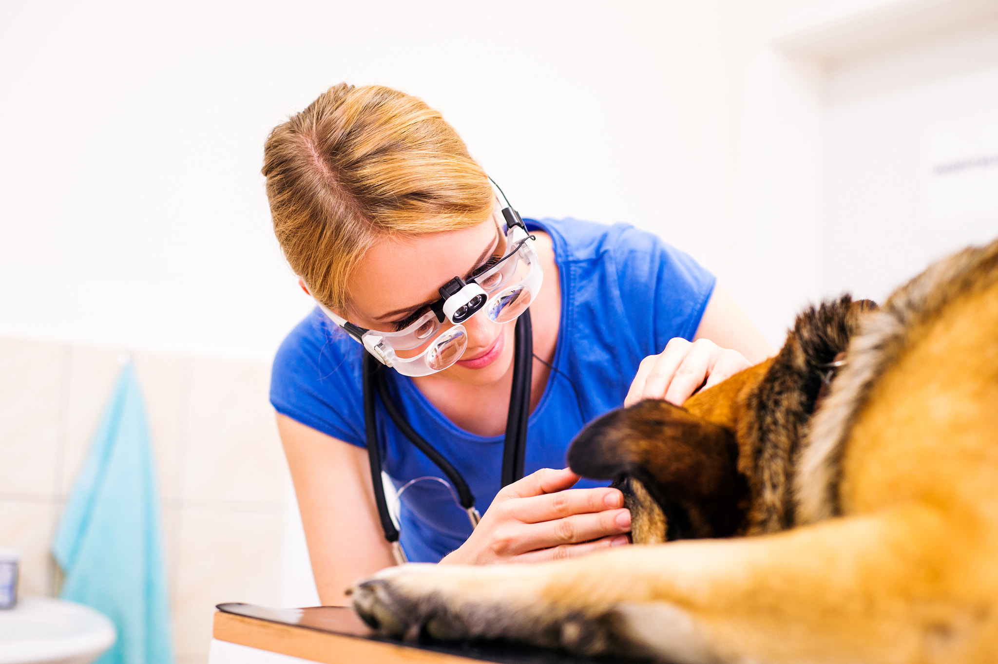 Nikon D4S + Nikon AF Nikkor 50mm F1.8D sample photo. Veterinarian examining german shepherd dog with sore eye. photography