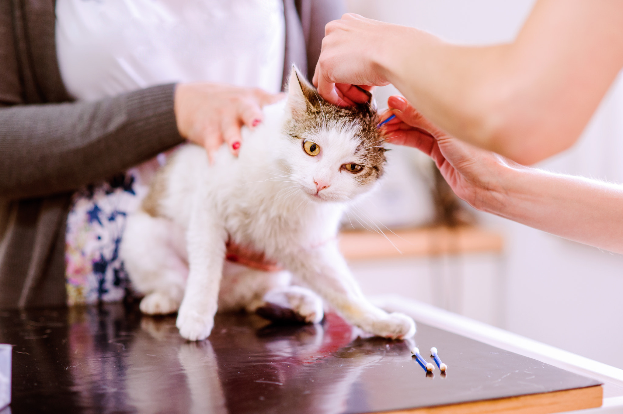 Nikon D4S + Nikon AF Nikkor 85mm F1.8D sample photo. Unrecognizable veterinarian at the clinic cleaning ears of cat photography