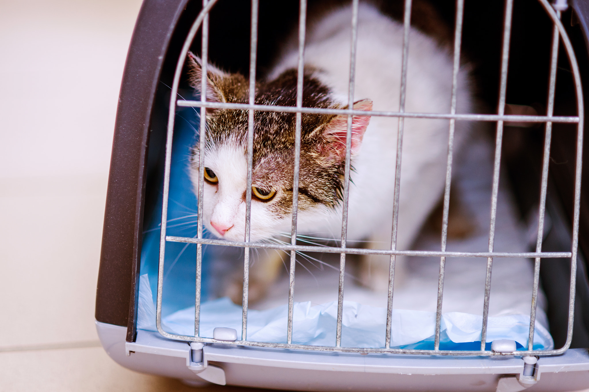 Nikon D4S + Nikon AF Nikkor 85mm F1.8D sample photo. Close up of a little cat in cage photography