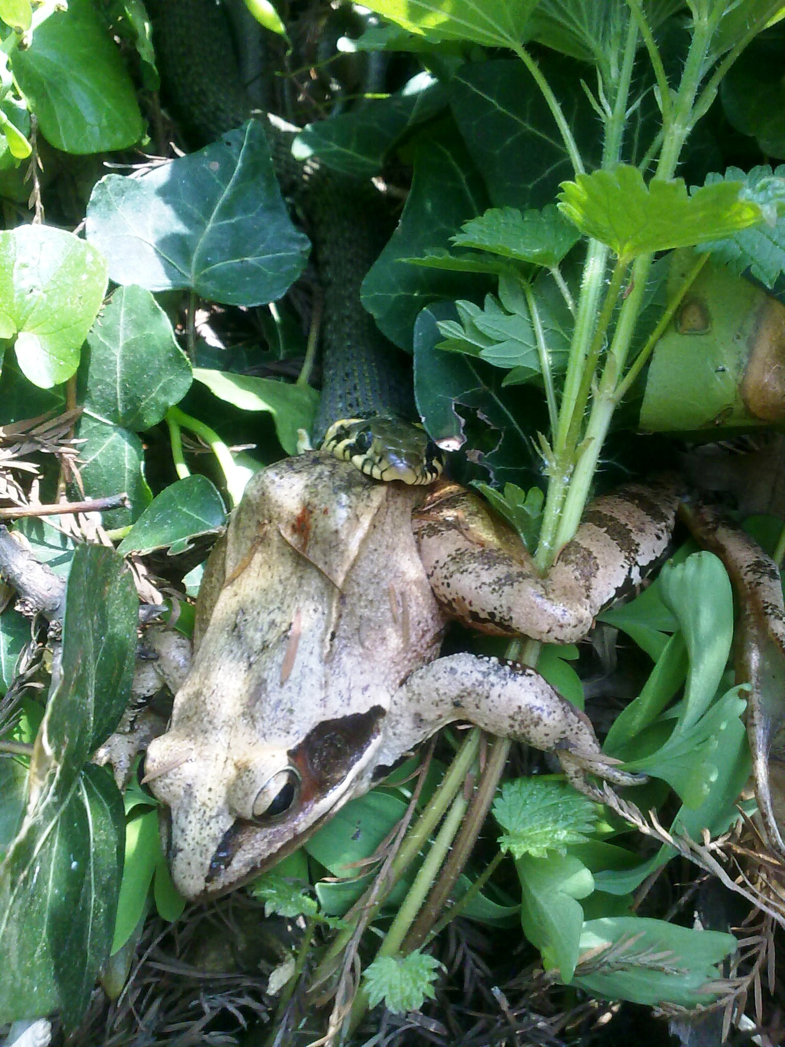 Nokia 5800 Xpres sample photo. Snake eating frog photography