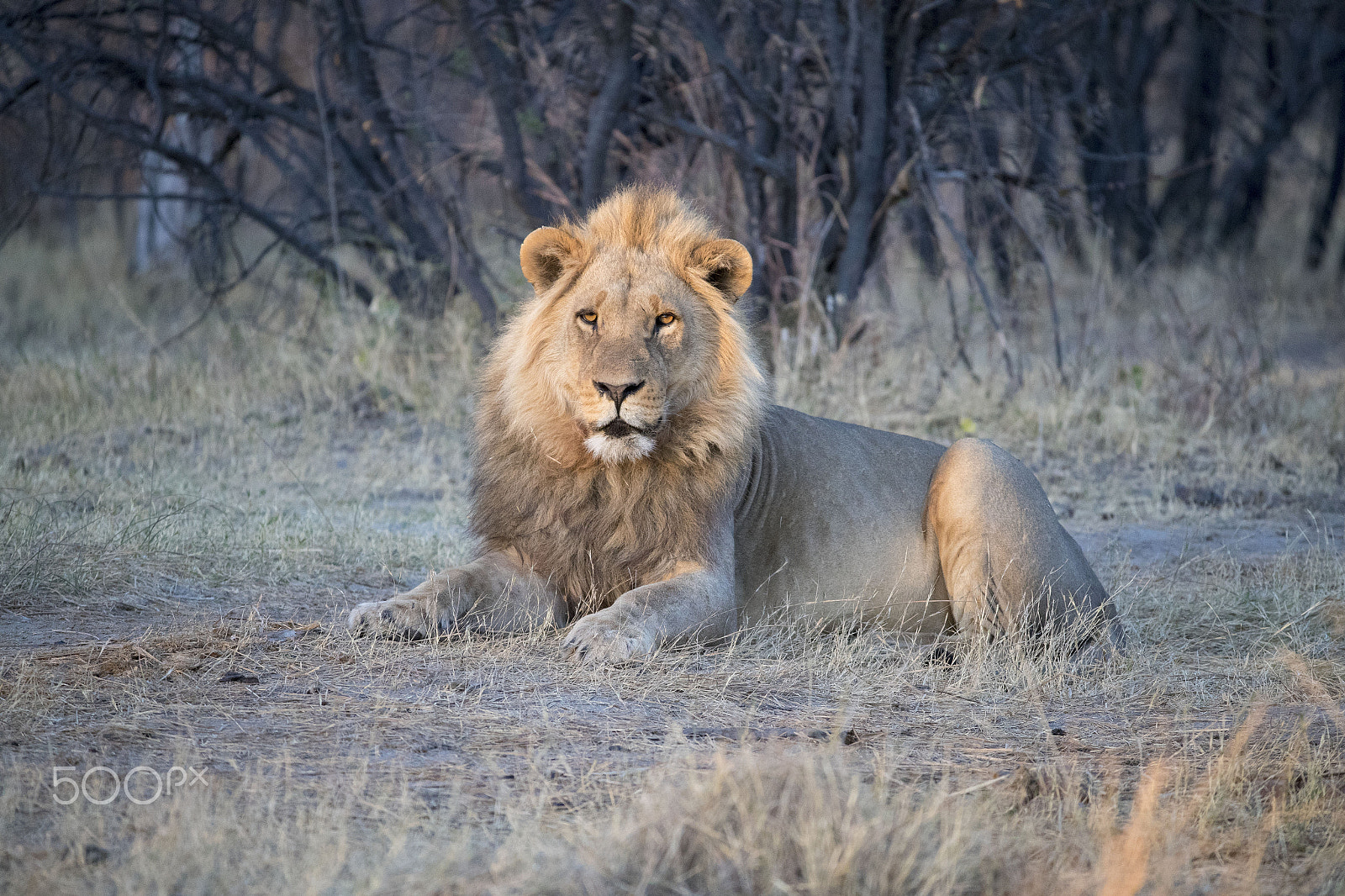 Canon EF 200-400mm F4L IS USM Extender 1.4x sample photo