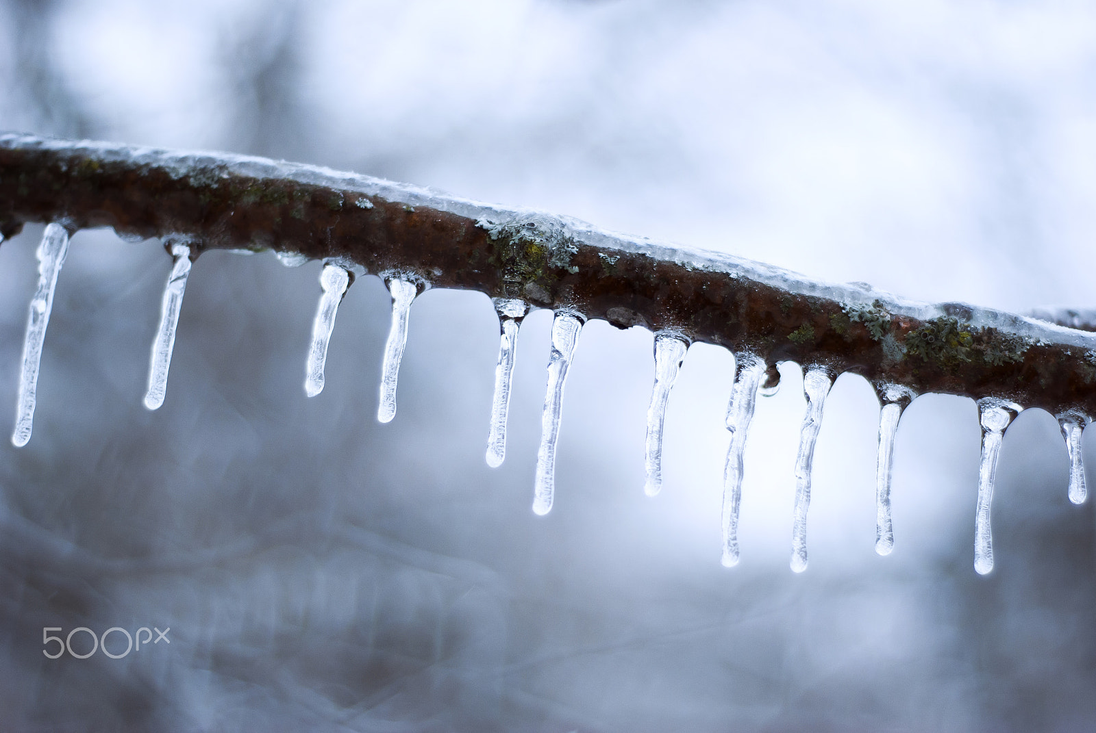 Nikon D60 + Nikon AF Nikkor 50mm F1.8D sample photo. Icicles on branch photography