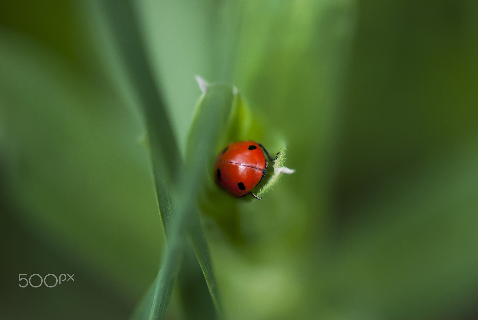 Nikon AF-S Micro-Nikkor 105mm F2.8G IF-ED VR sample photo. Ladybug photography