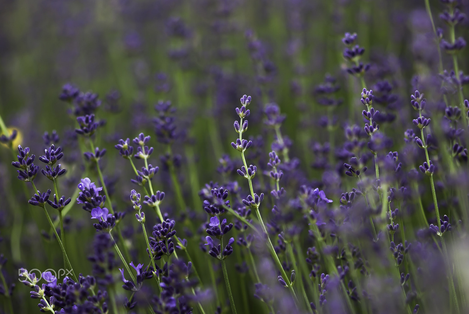 Nikon AF-S Micro-Nikkor 105mm F2.8G IF-ED VR sample photo. Lavender buds photography