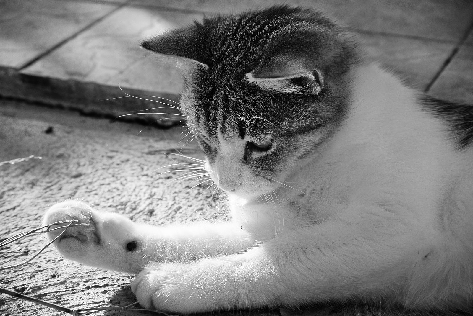 Nikon 1 Nikkor VR 30-110mm F3.8-5.6 sample photo. Focused cat photography