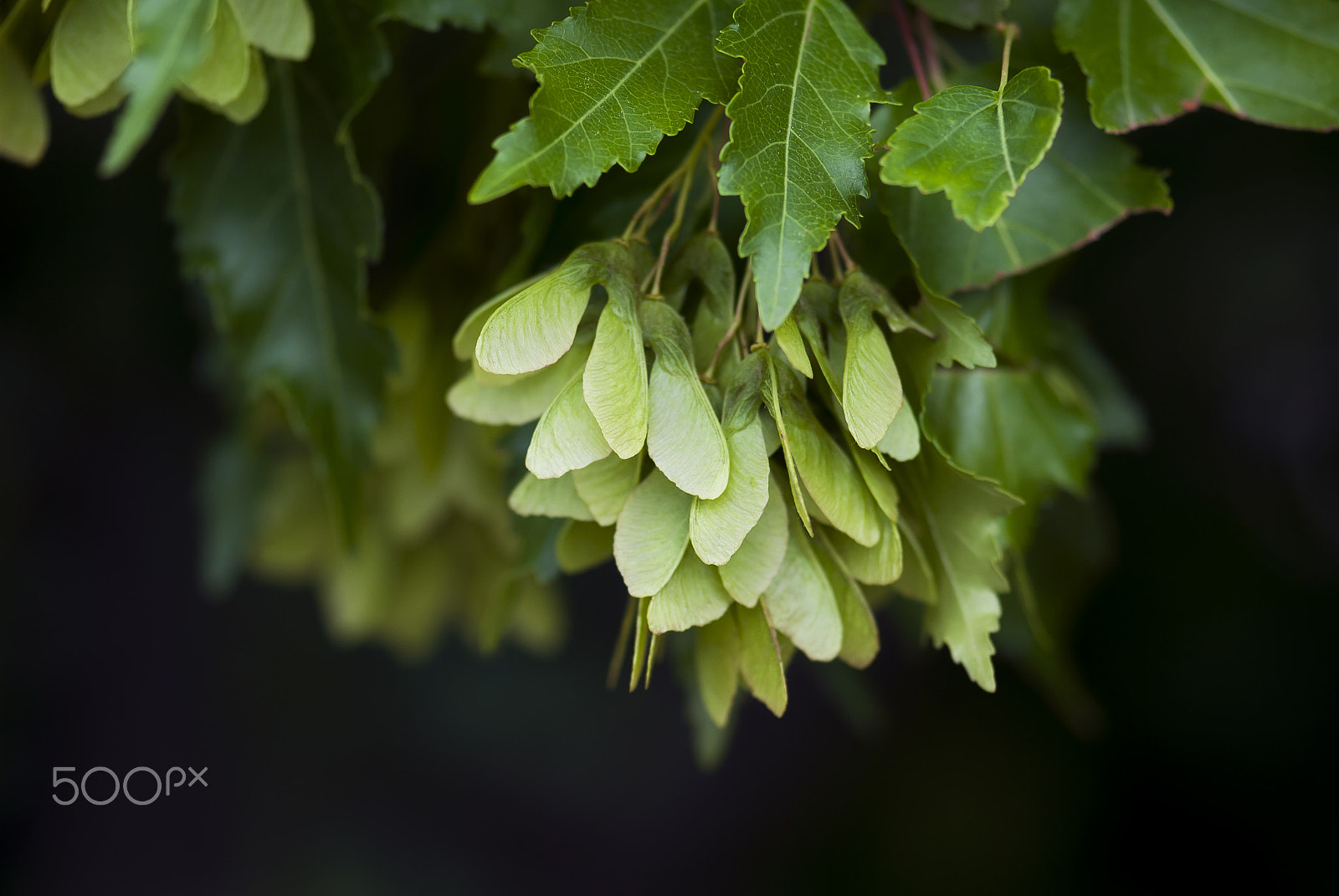 Nikon AF-S Micro-Nikkor 105mm F2.8G IF-ED VR sample photo. Maple seeds photography