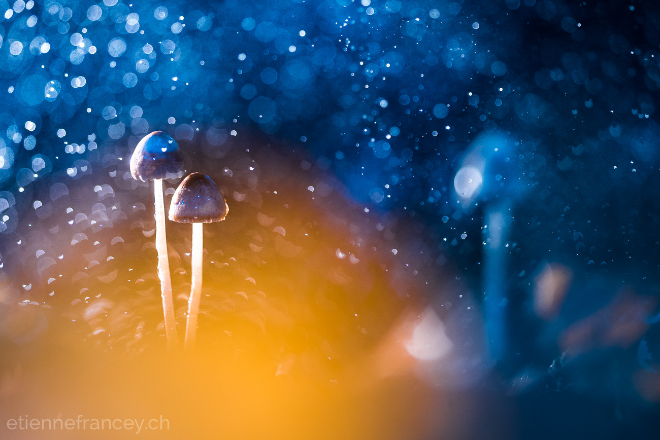Sigma 150mm F2.8 EX DG OS Macro HSM sample photo. Two brothers photography