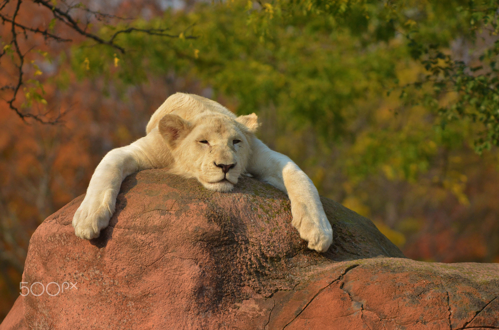 Nikon AF DX Fisheye-Nikkor 10.5mm F2.8G ED sample photo. Lazy white lion cub photography