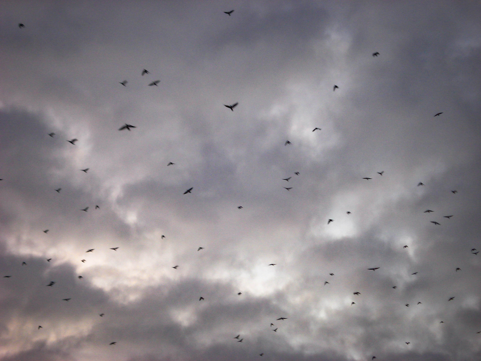 Sony DSC-W30 sample photo. Crow power photography