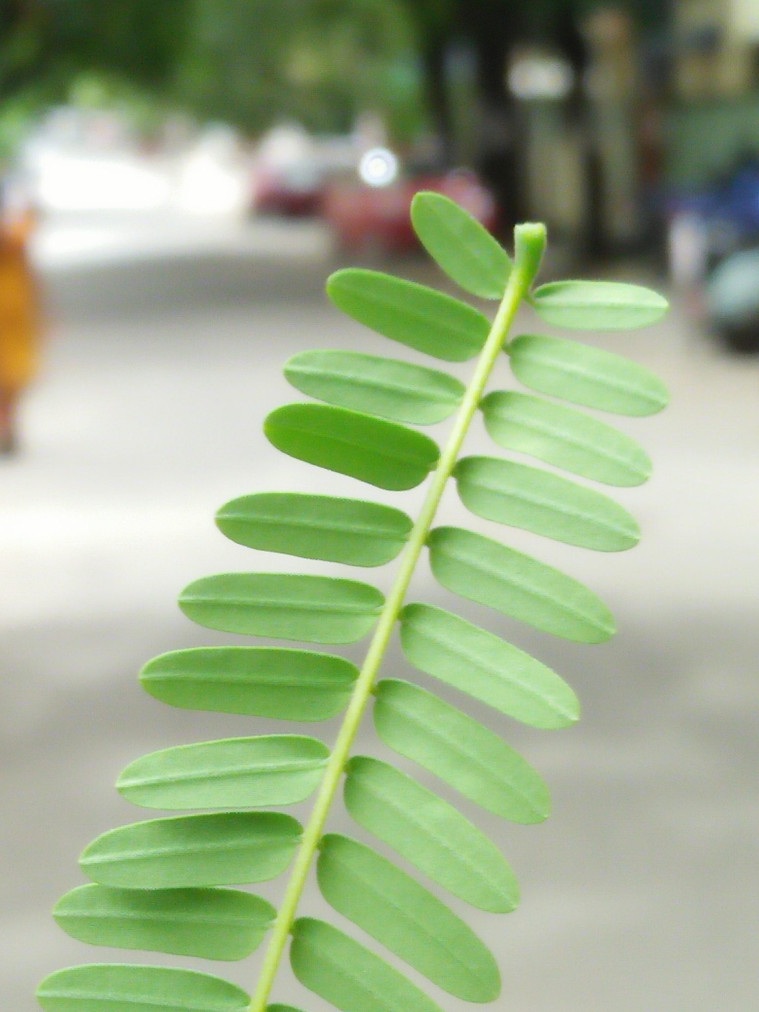 OPPO F1f sample photo. Gulmohar leaf photography