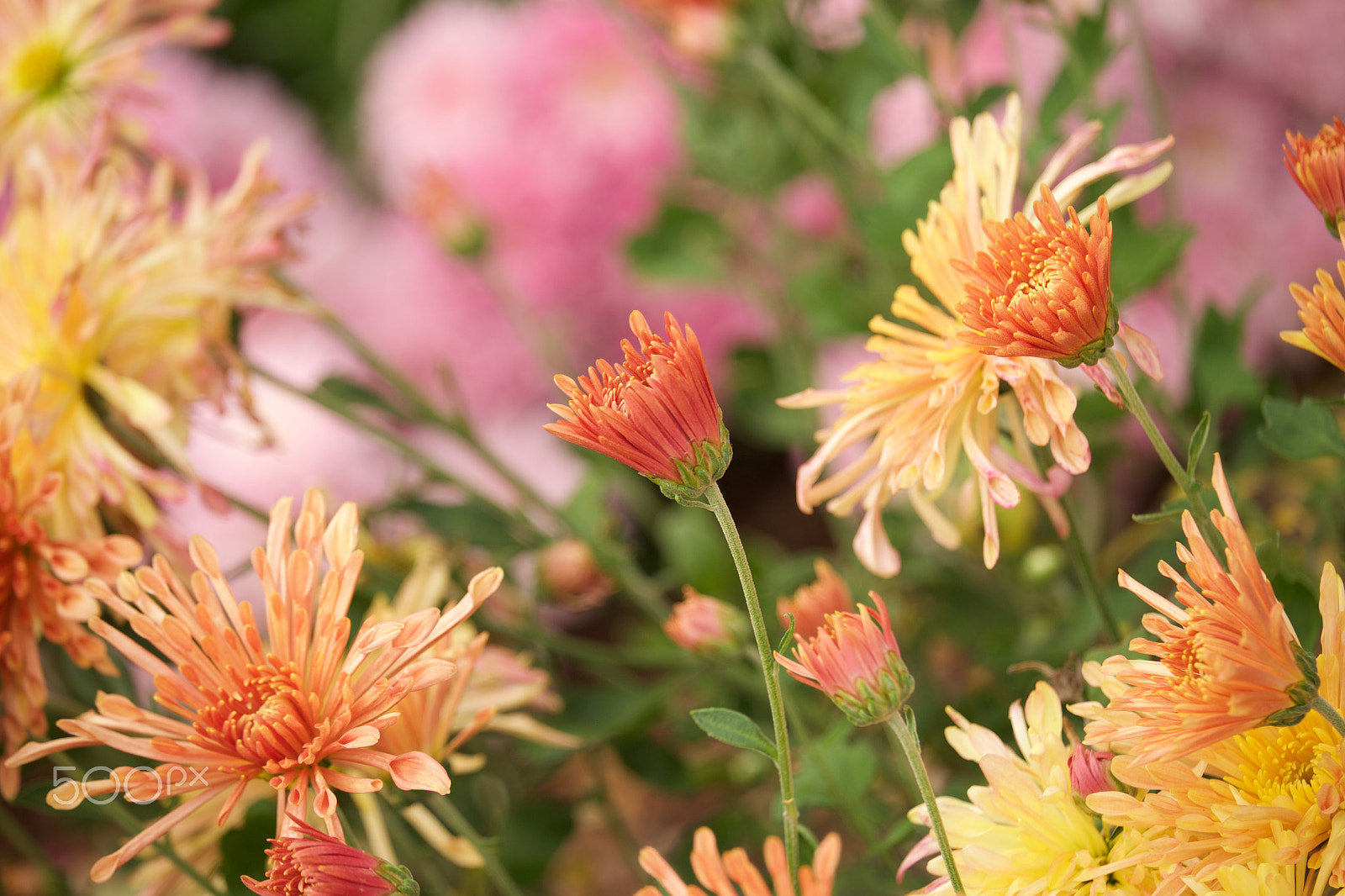 Fujifilm X-E1 + Fujifilm XF 55-200mm F3.5-4.8 R LM OIS sample photo. Fall 2016 photography