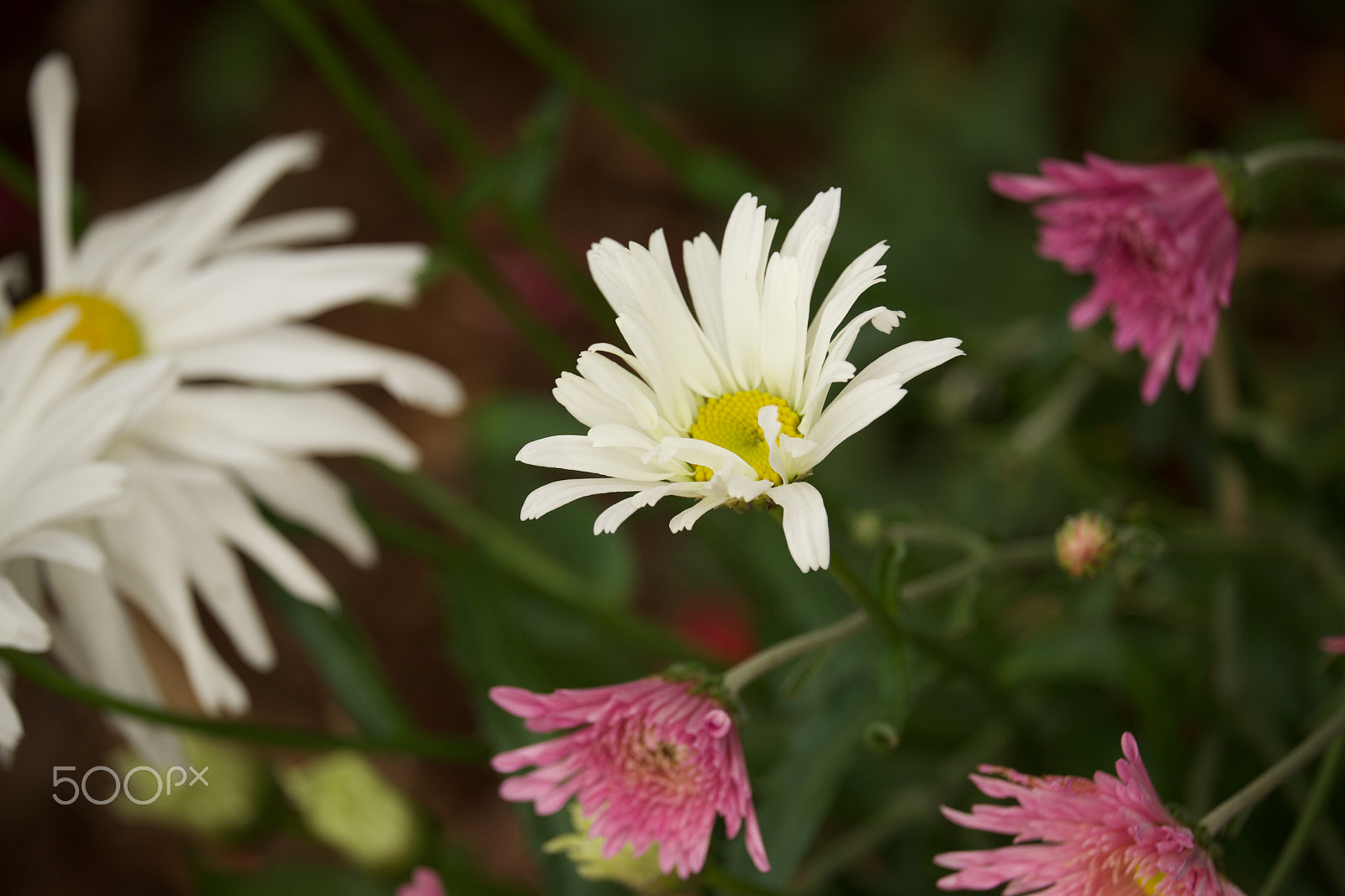 Fujifilm X-E1 + Fujifilm XF 55-200mm F3.5-4.8 R LM OIS sample photo. Fall 2016 photography