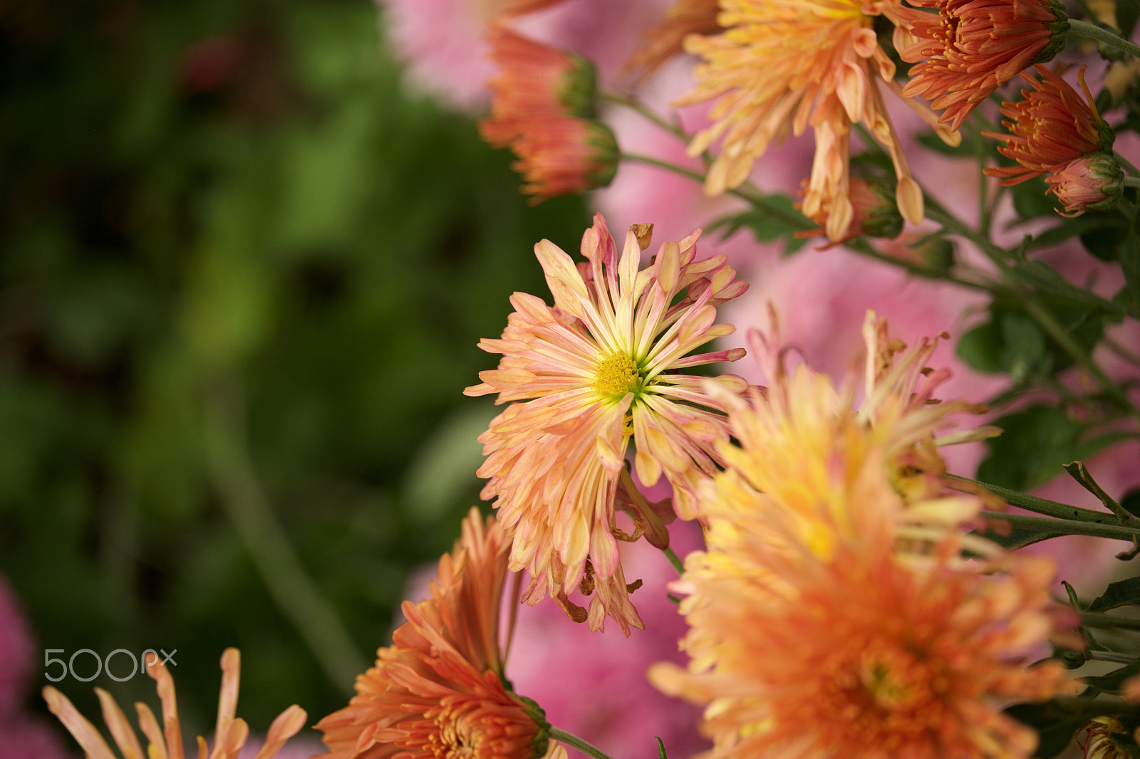 Fujifilm X-E1 + Fujifilm XF 55-200mm F3.5-4.8 R LM OIS sample photo. Fall 2016 photography