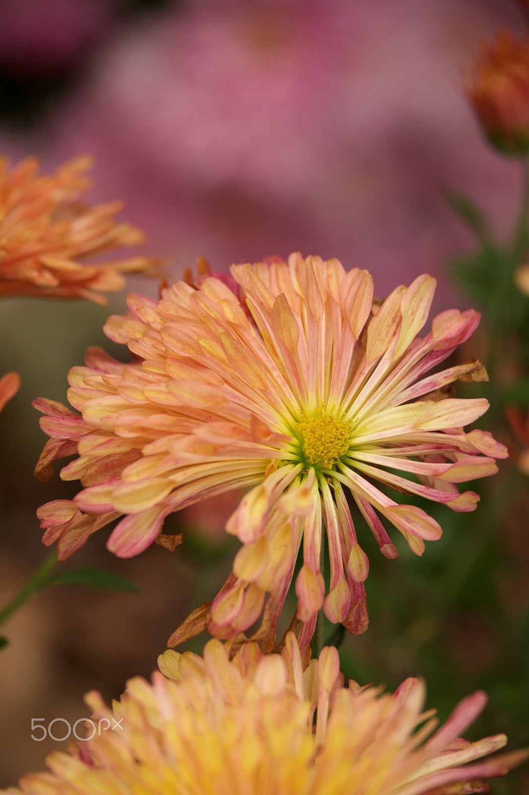 Fujifilm X-E1 + Fujifilm XF 55-200mm F3.5-4.8 R LM OIS sample photo. Fall 2016 photography