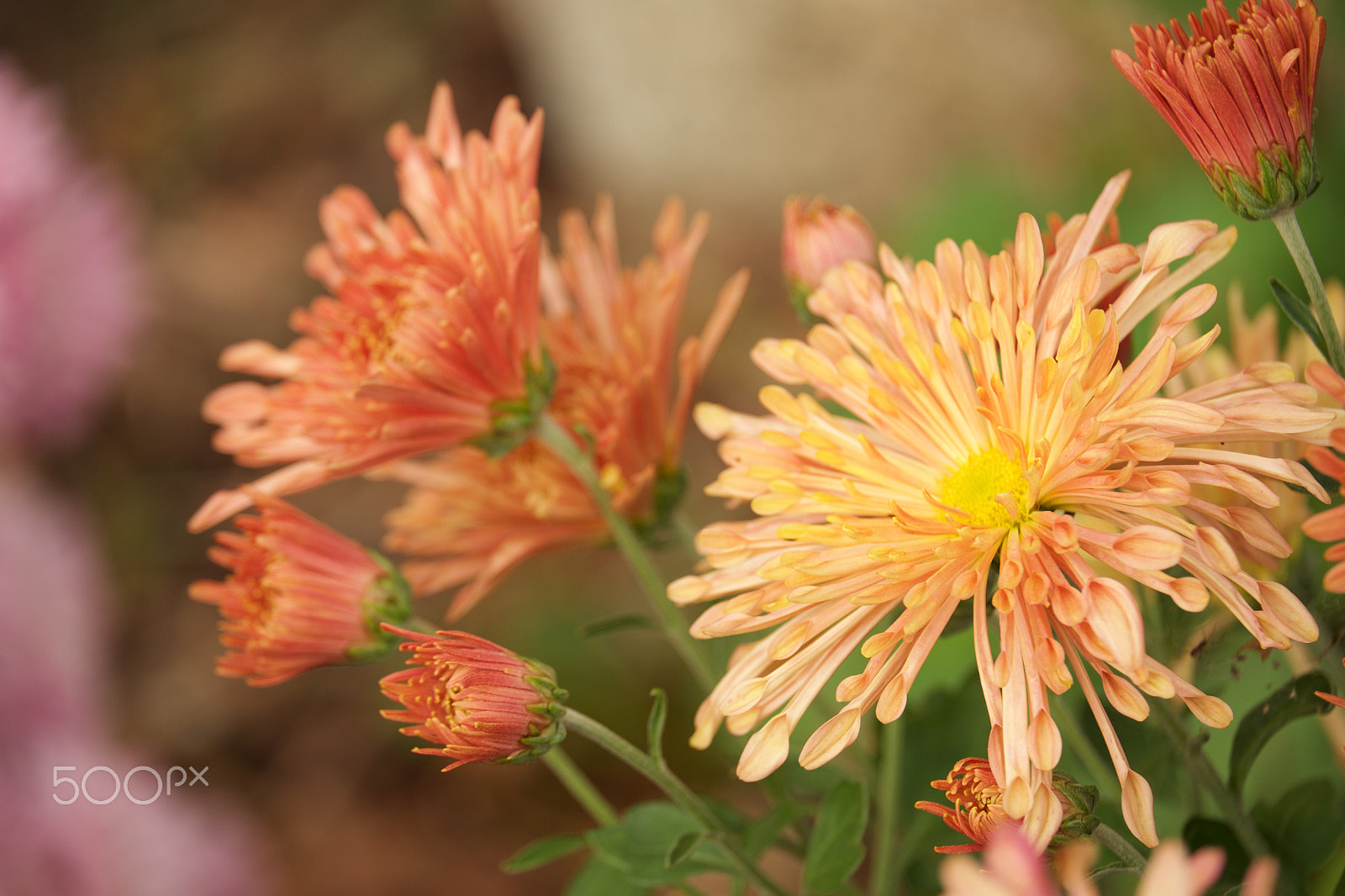 Fujifilm X-E1 + Fujifilm XF 55-200mm F3.5-4.8 R LM OIS sample photo. Fall 2016 photography
