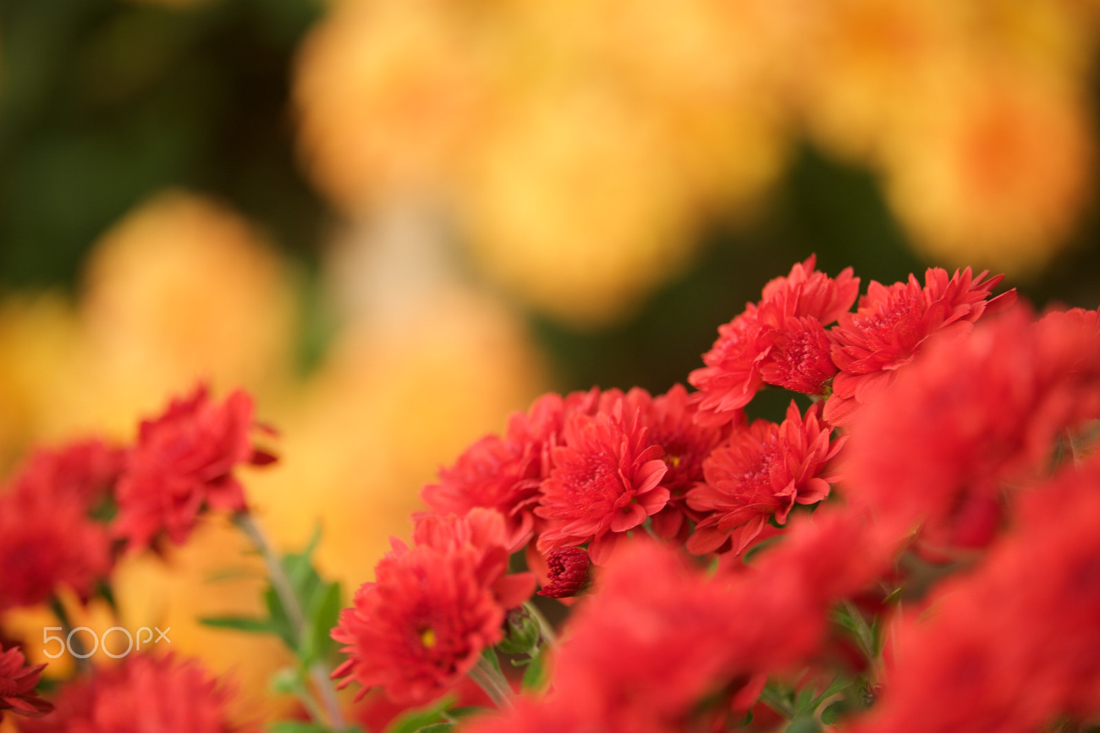 Fujifilm X-E1 + Fujifilm XF 55-200mm F3.5-4.8 R LM OIS sample photo. Fall 2016 photography