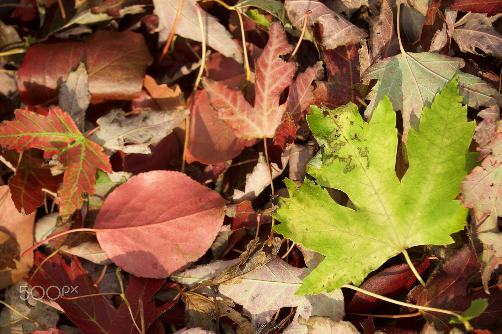 Fujifilm X-E1 + Fujifilm XF 55-200mm F3.5-4.8 R LM OIS sample photo. Fall 2016 photography