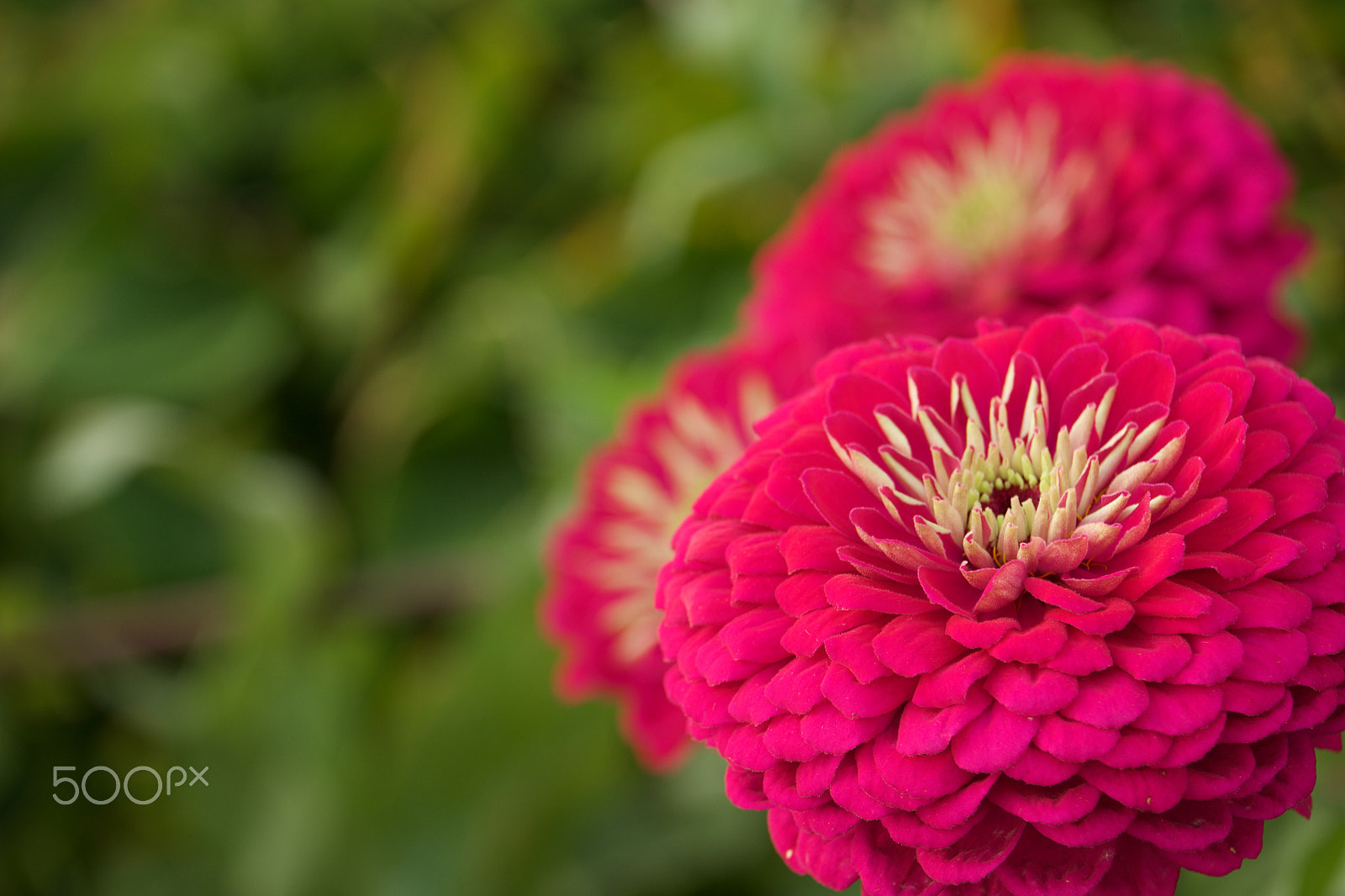 Fujifilm X-E1 + Fujifilm XF 55-200mm F3.5-4.8 R LM OIS sample photo. Fall 2016 photography