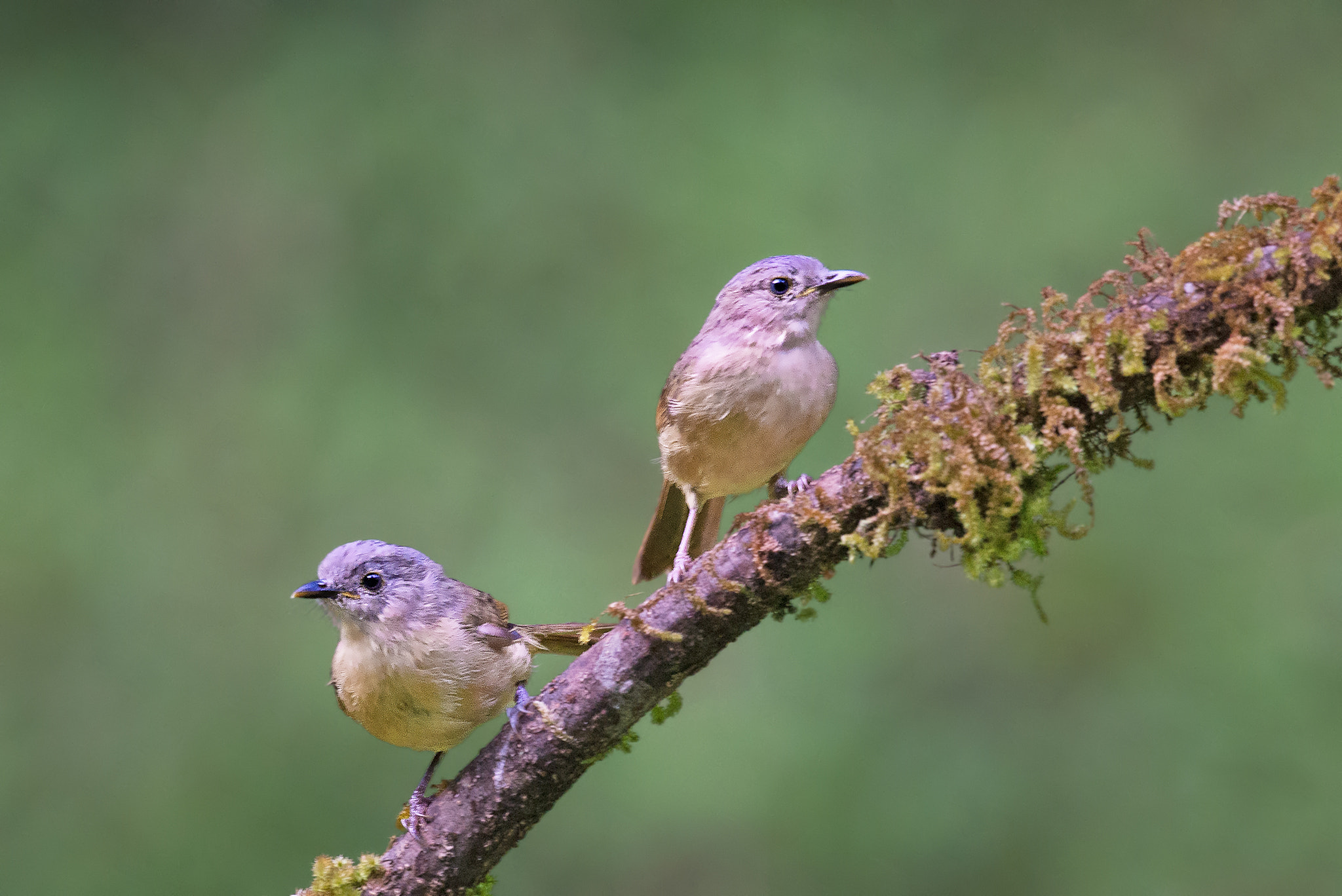 Nikon D610 + Nikon AF-S Nikkor 500mm F4G ED VR sample photo. Brown-cheeked fulvetta photography