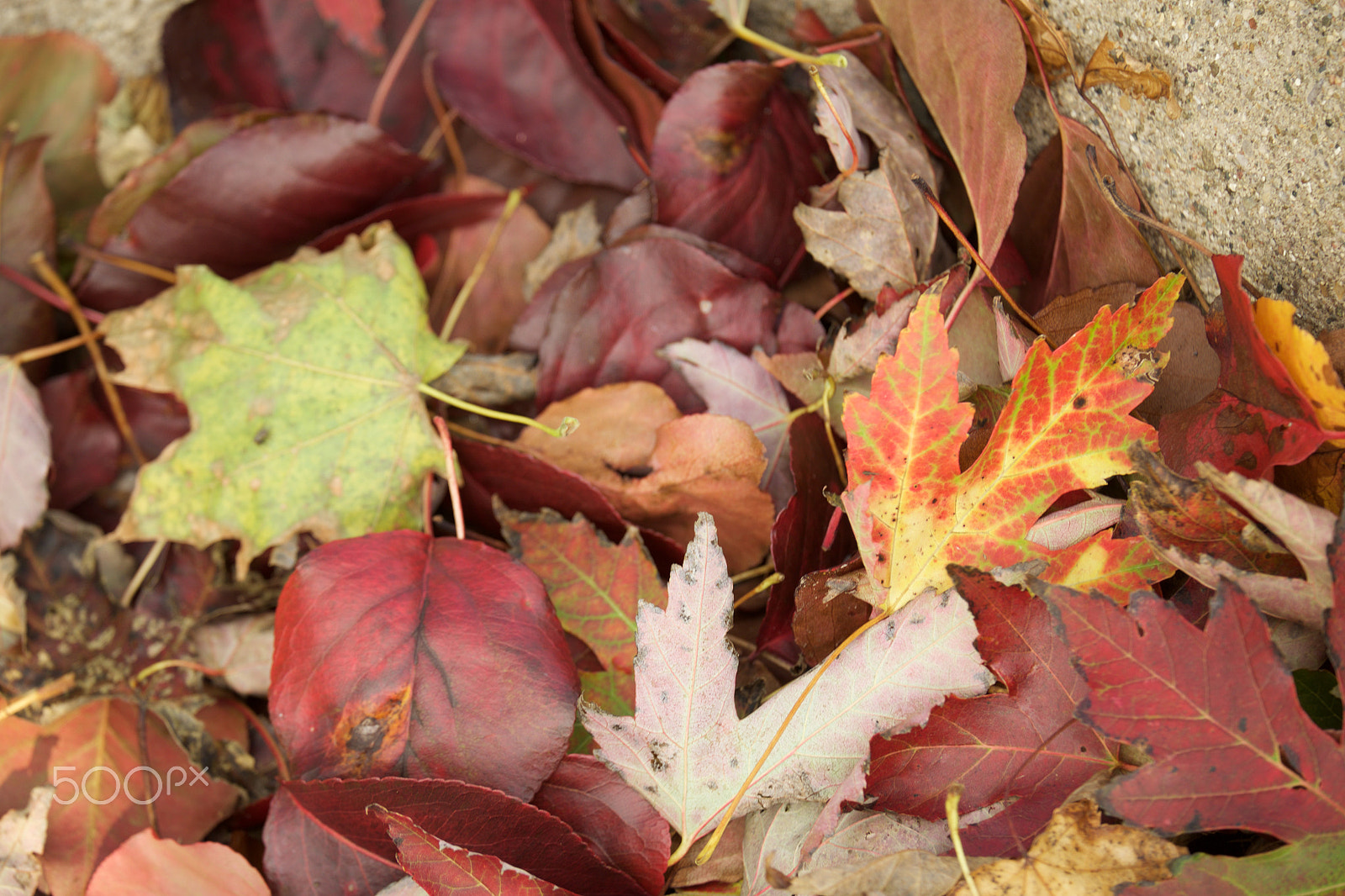 Fujifilm X-E1 + Fujifilm XF 55-200mm F3.5-4.8 R LM OIS sample photo. Fall 2016 photography