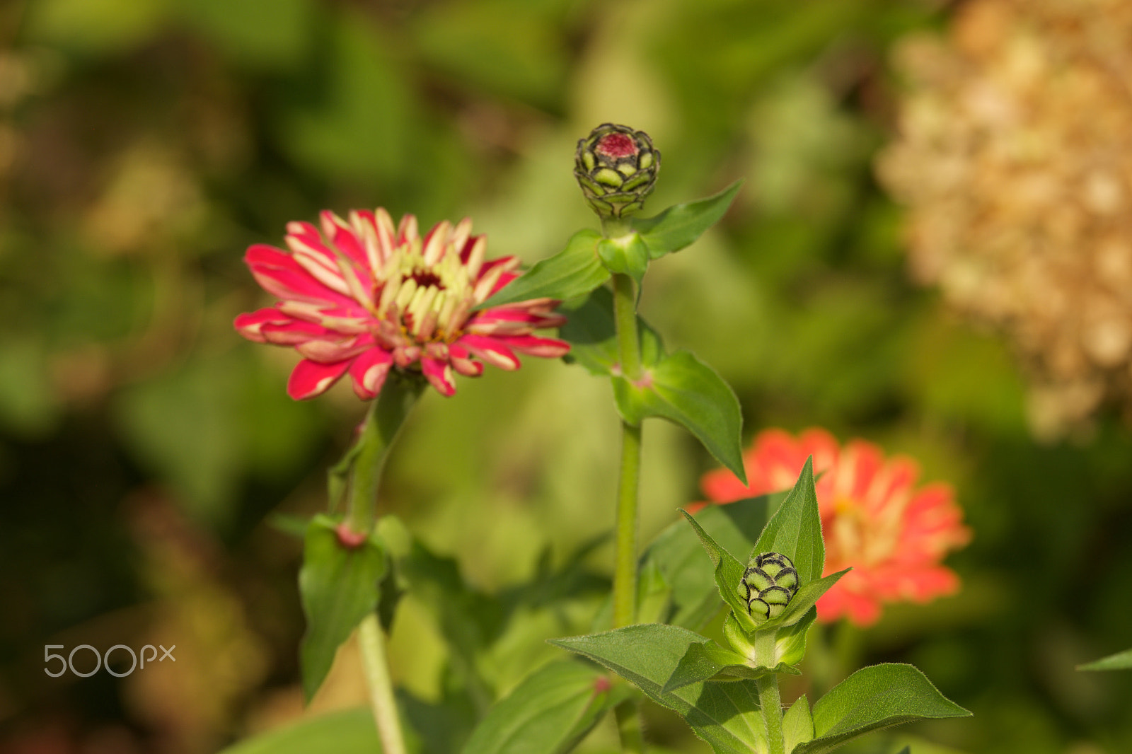 Fujifilm X-E1 + Fujifilm XF 55-200mm F3.5-4.8 R LM OIS sample photo. Fall 2016 photography