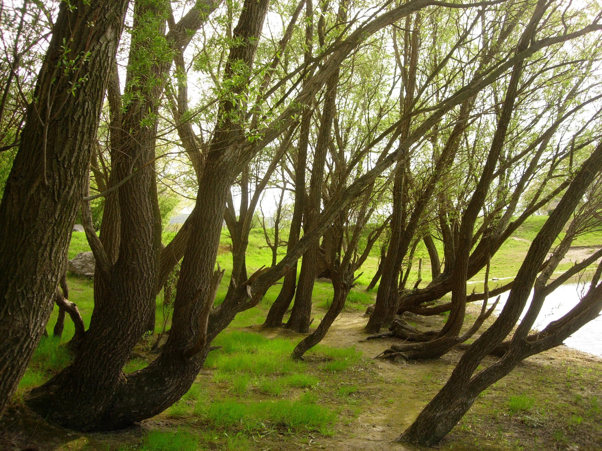 Nikon E5200 sample photo. Forest photography
