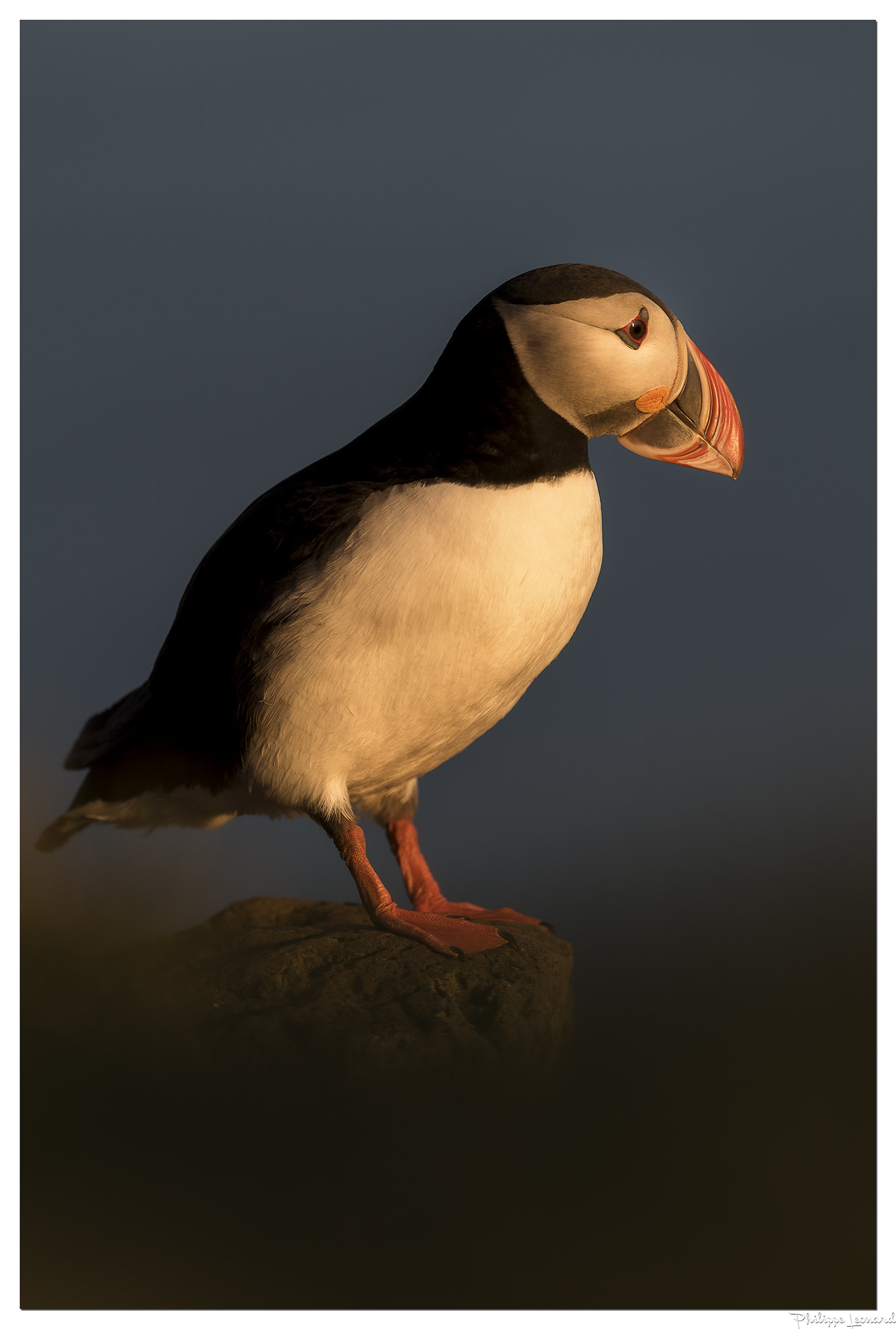 Nikon AF-S Nikkor 300mm F2.8G ED VR II sample photo. Puffin & midnight sun | macareux moine photography