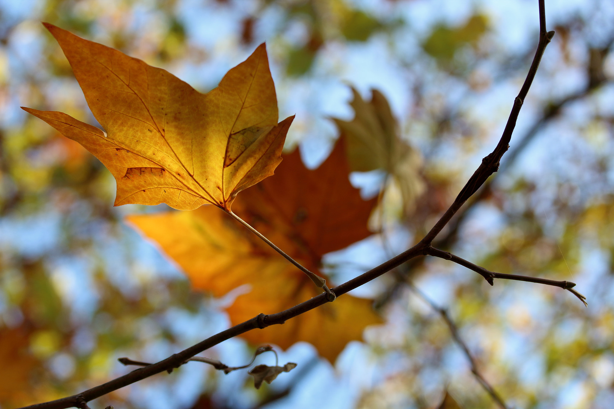 Canon EF-S 60mm F2.8 Macro USM sample photo. Dancing with the wind photography
