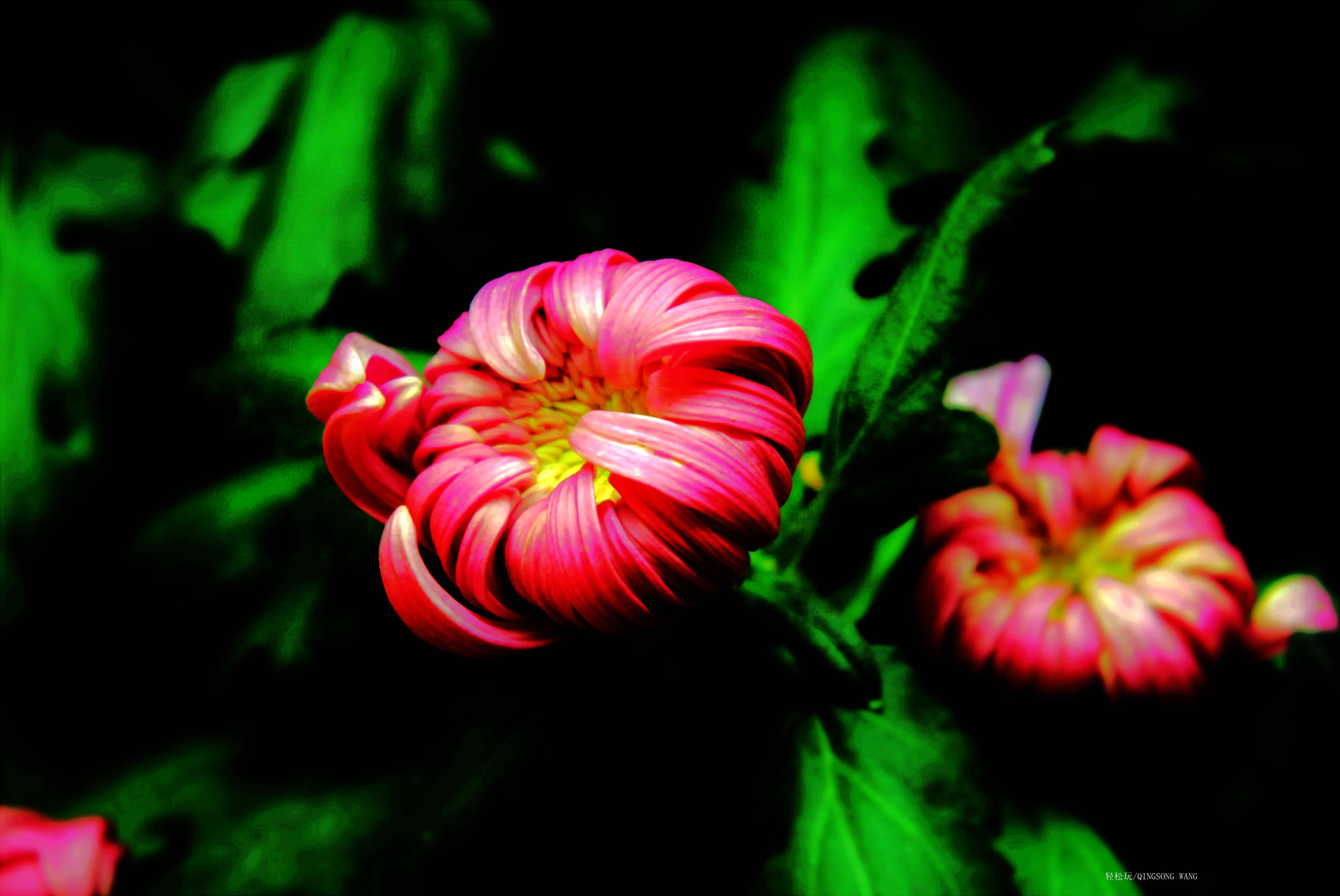Nikon D200 sample photo. Chrysanthemum photography