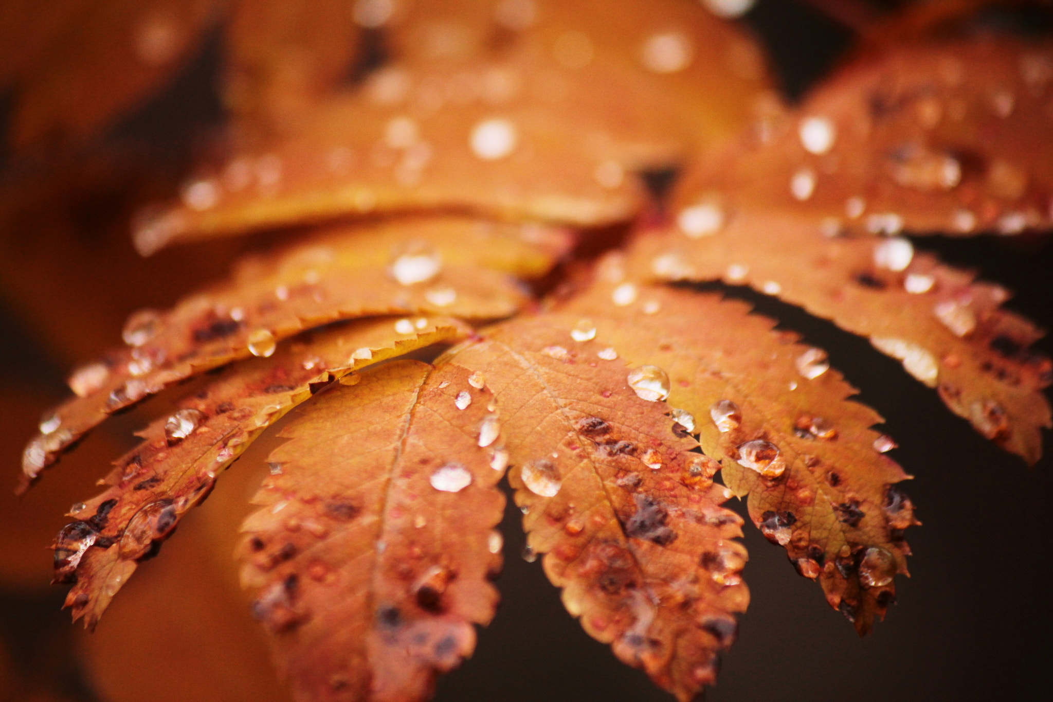 Canon EF-S 55-250mm F4-5.6 IS II sample photo. More water drops photography