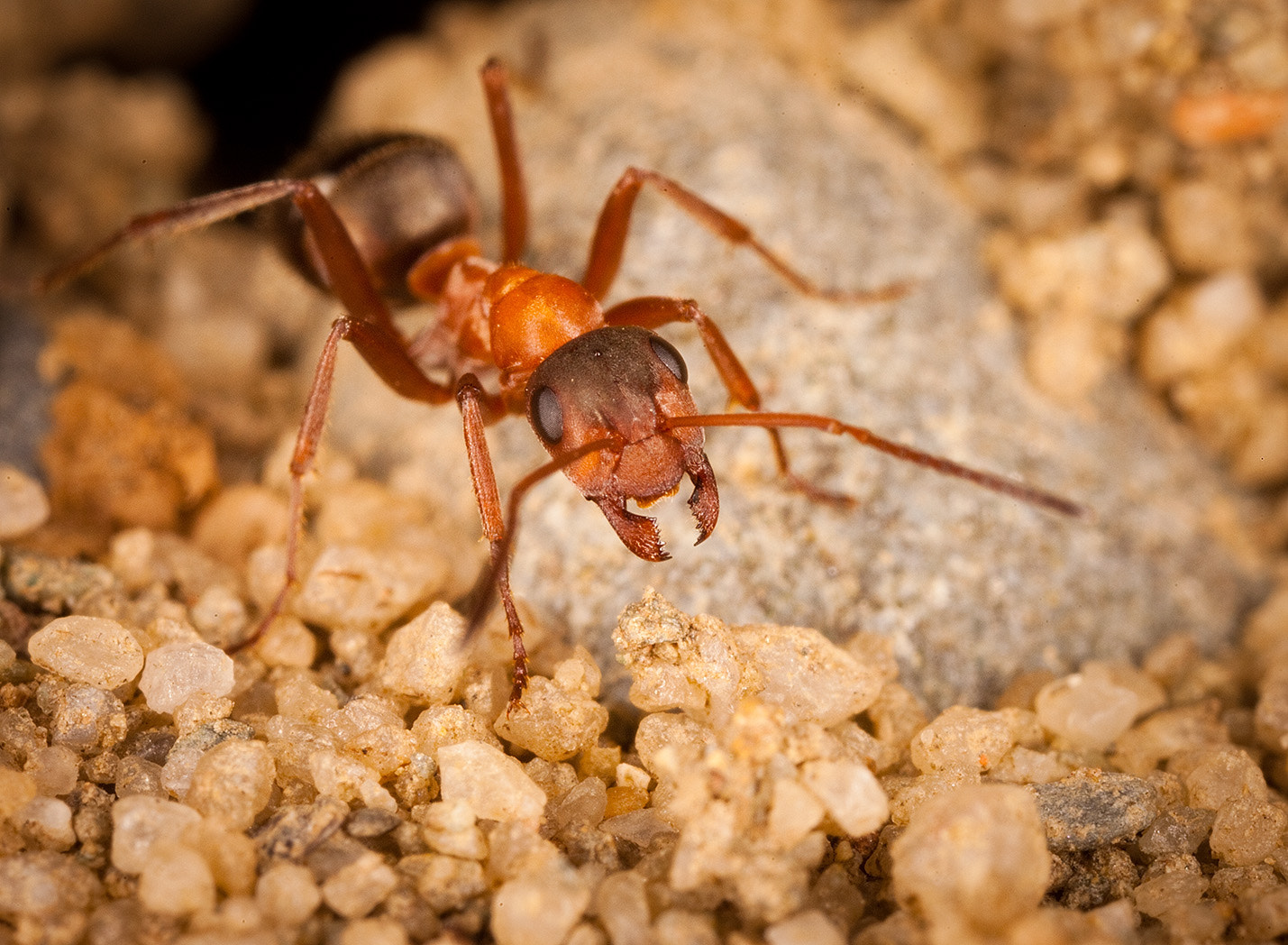 Canon EOS 5D Mark II + Canon MP-E 65mm F2.5 1-5x Macro Photo sample photo. Ant photography