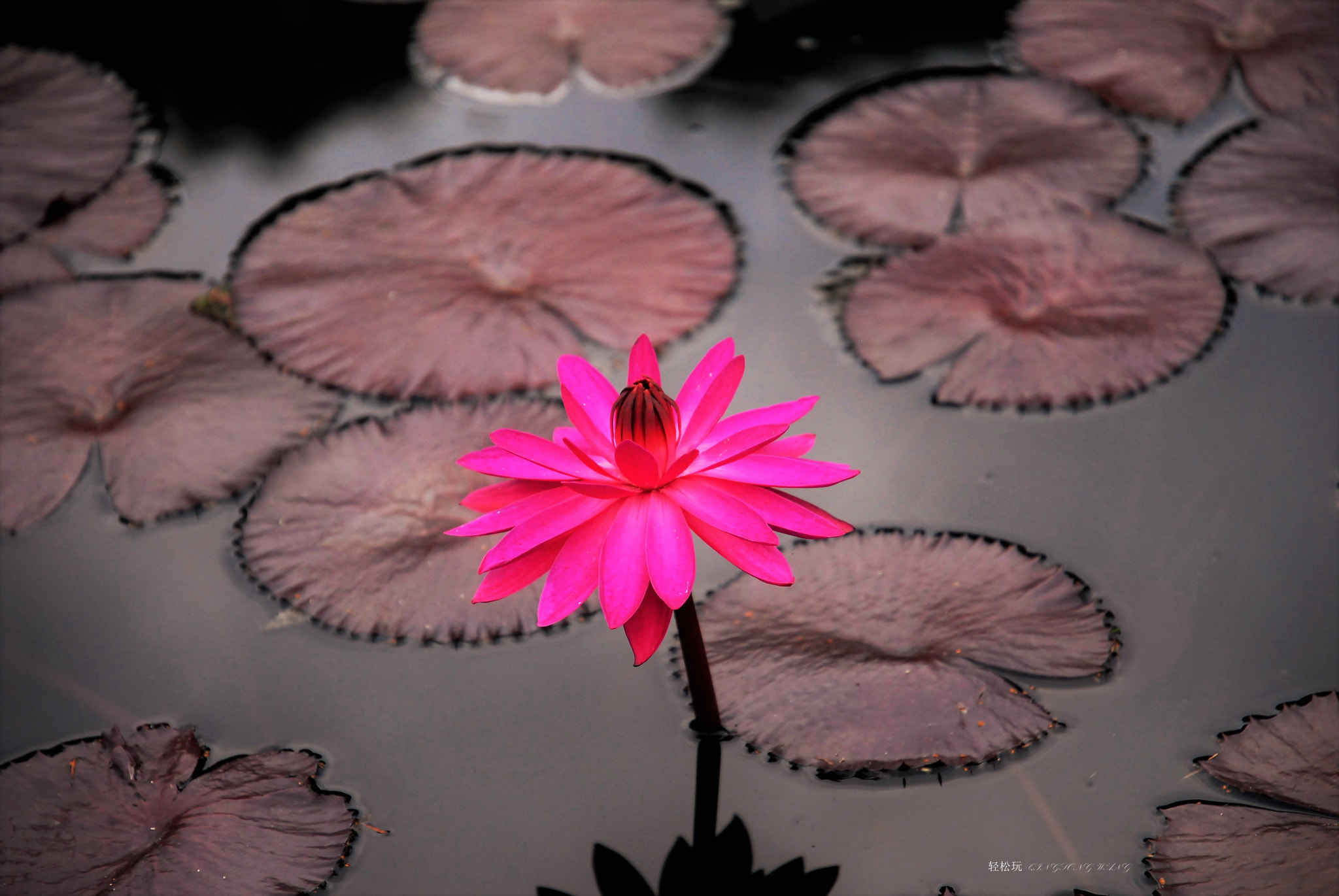 Nikon D200 sample photo. Highlighted photography