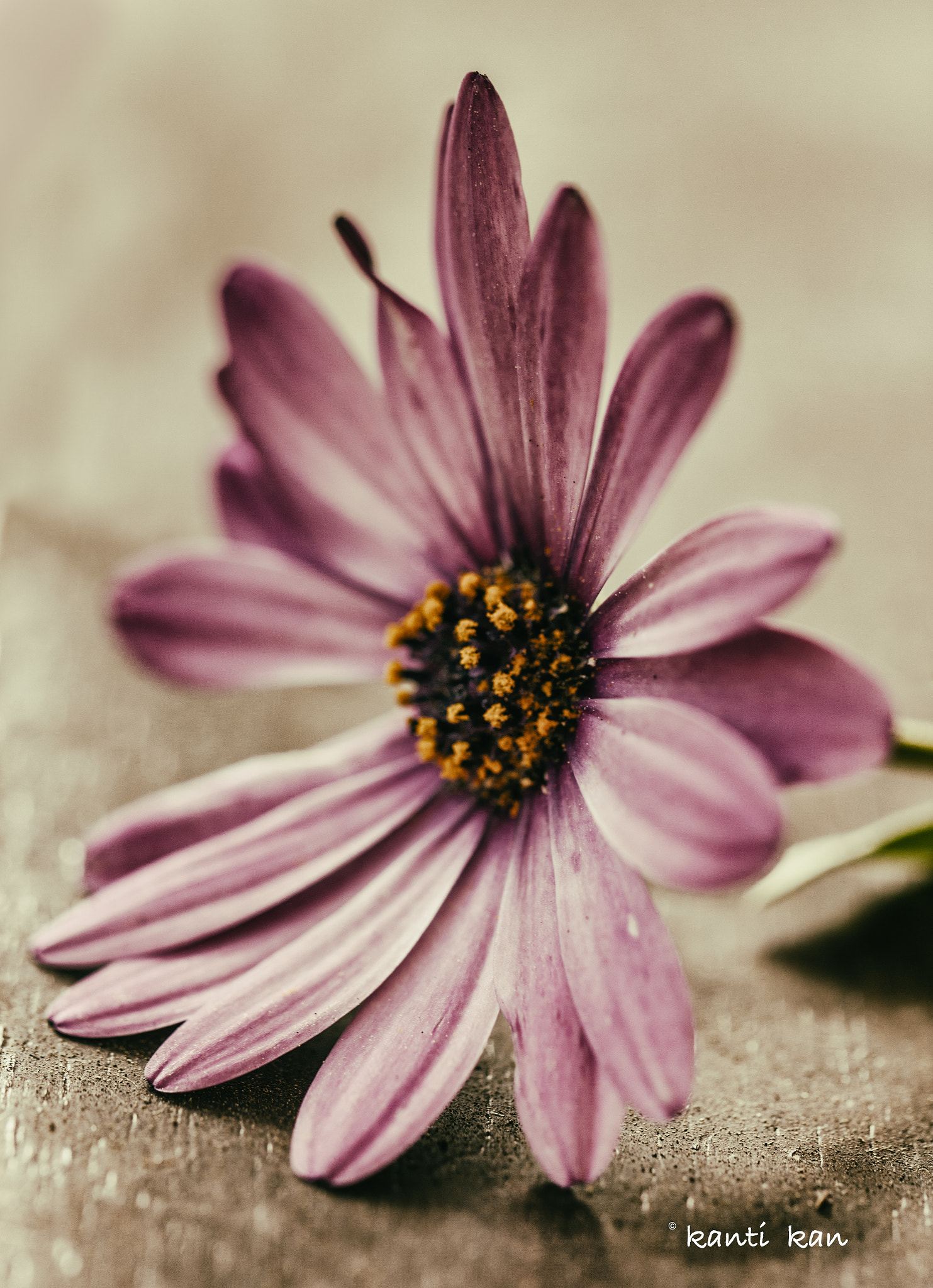 Canon EF 100mm F2.8L Macro IS USM sample photo. . photography