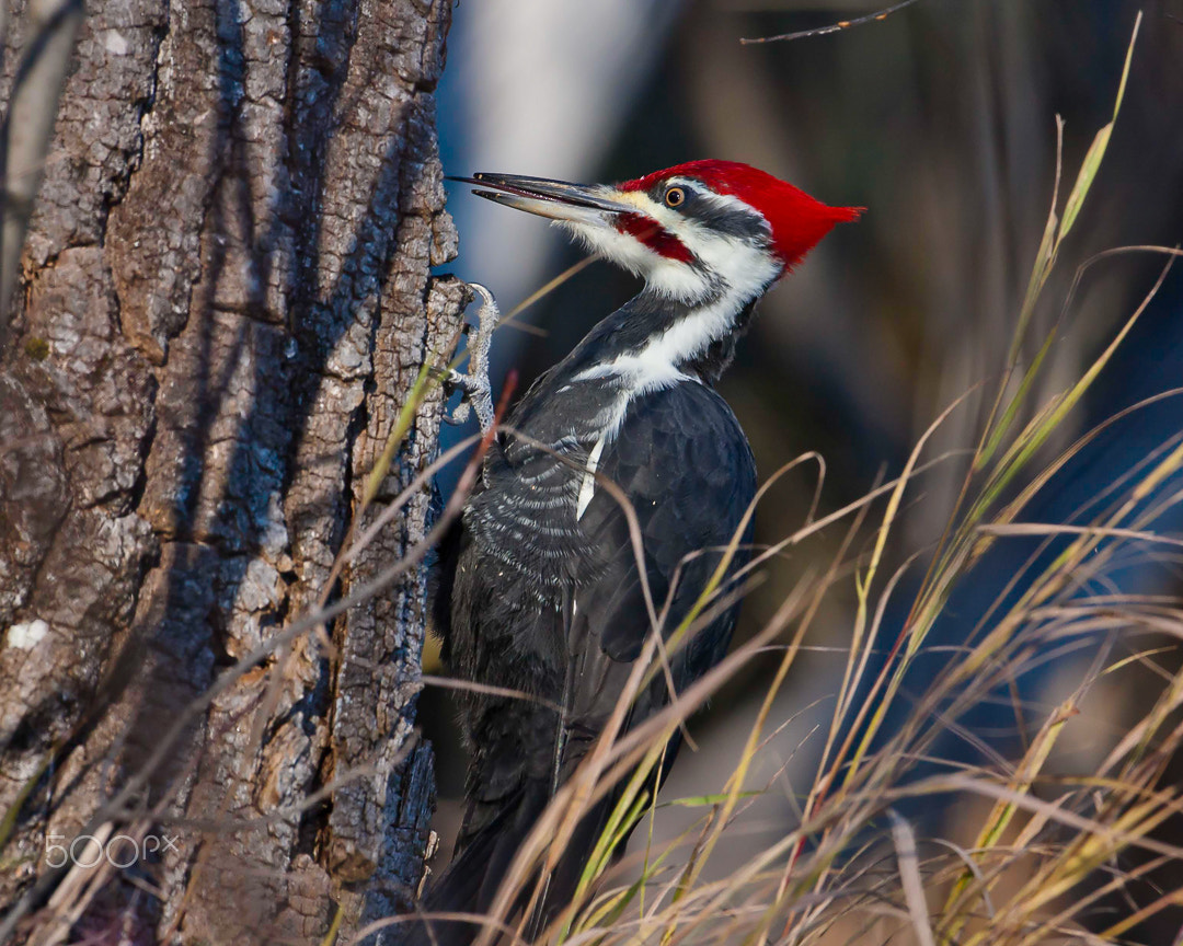 Canon EOS 40D + Canon EF 500mm F4L IS USM sample photo. Woodpecker's tongue photography