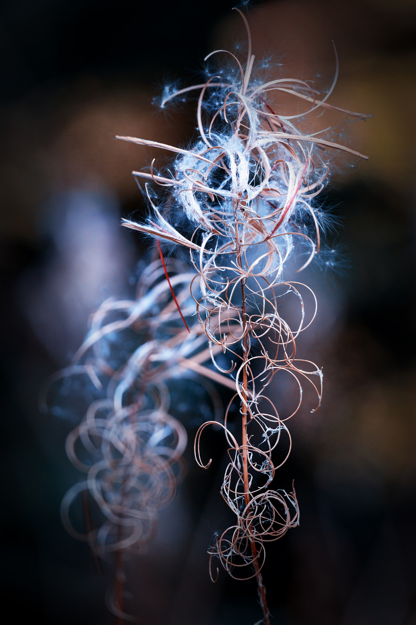 Sony 70-400mm F4-5.6 G SSM II sample photo. Curly photography