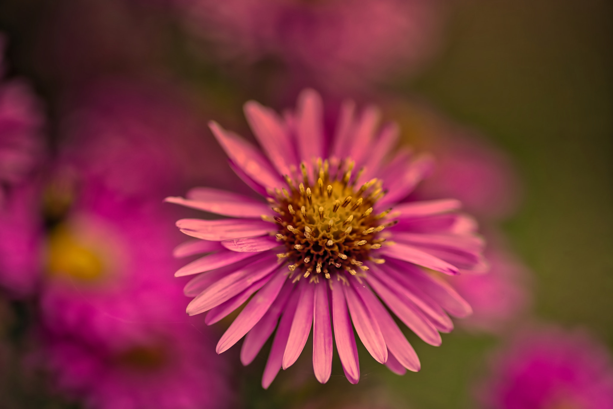 Pentax K-1 sample photo. Aster photography