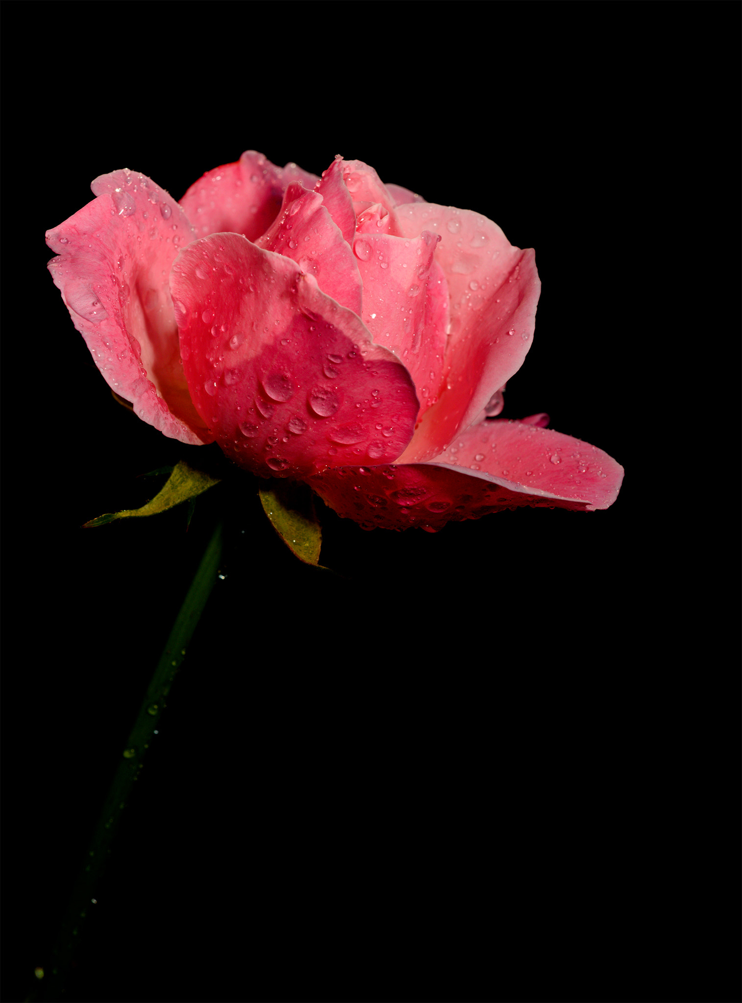 Sigma 150mm F2.8 EX DG Macro HSM sample photo. Tears of the rose photography