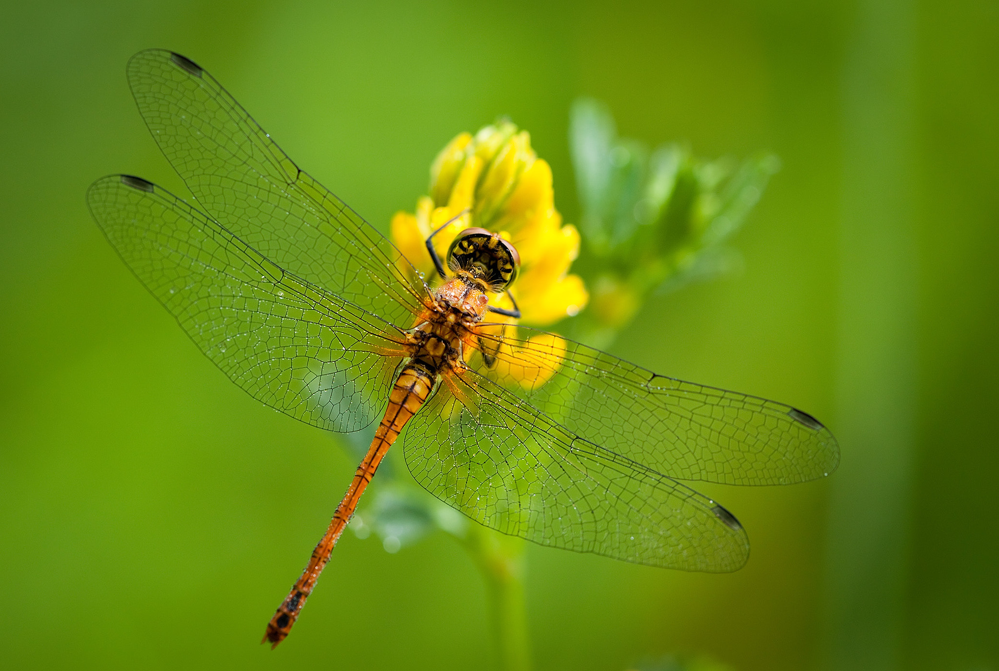 Sigma APO Macro 150mm f/2.8 EX DG HSM sample photo. Dragonfly photography