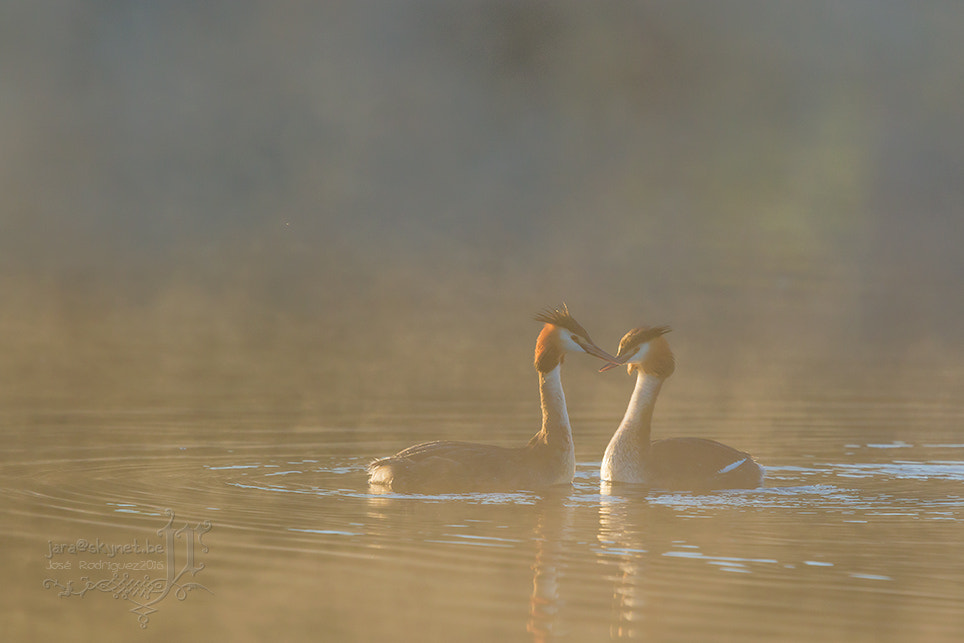 Canon EOS 7D Mark II + Canon EF 300mm F2.8L IS USM sample photo. Grebes_a7a1095 photography