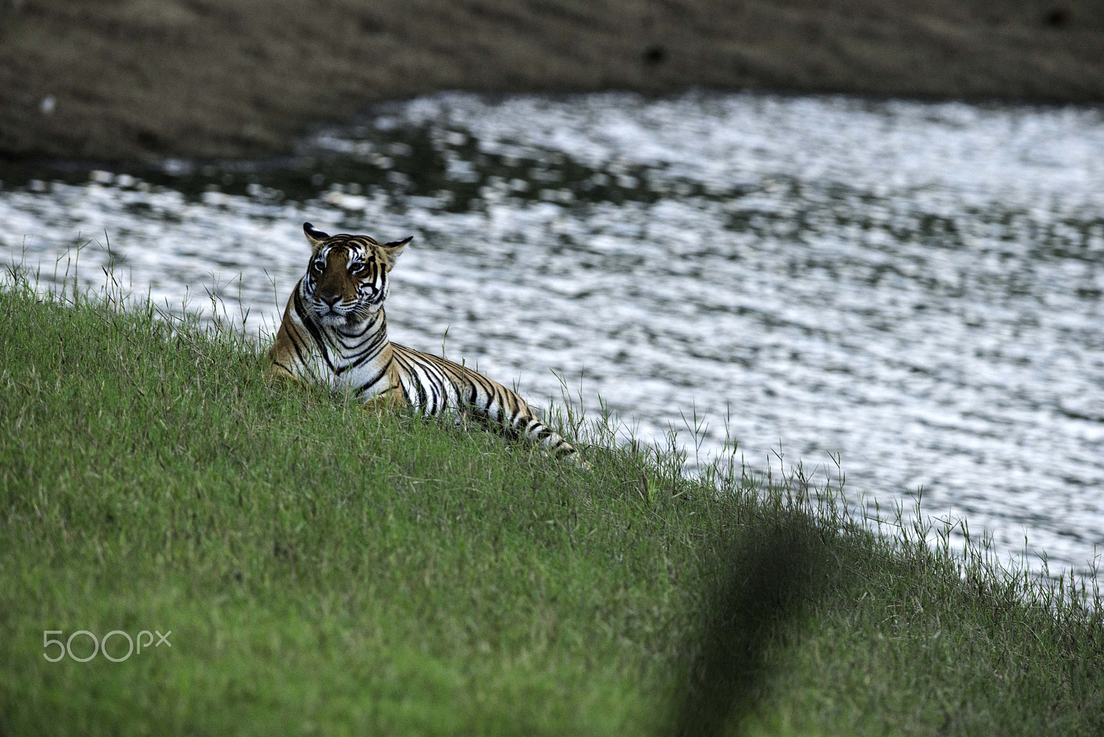 Nikon AF-S Nikkor 600mm F4G ED VR sample photo. Tigressat the bank photography